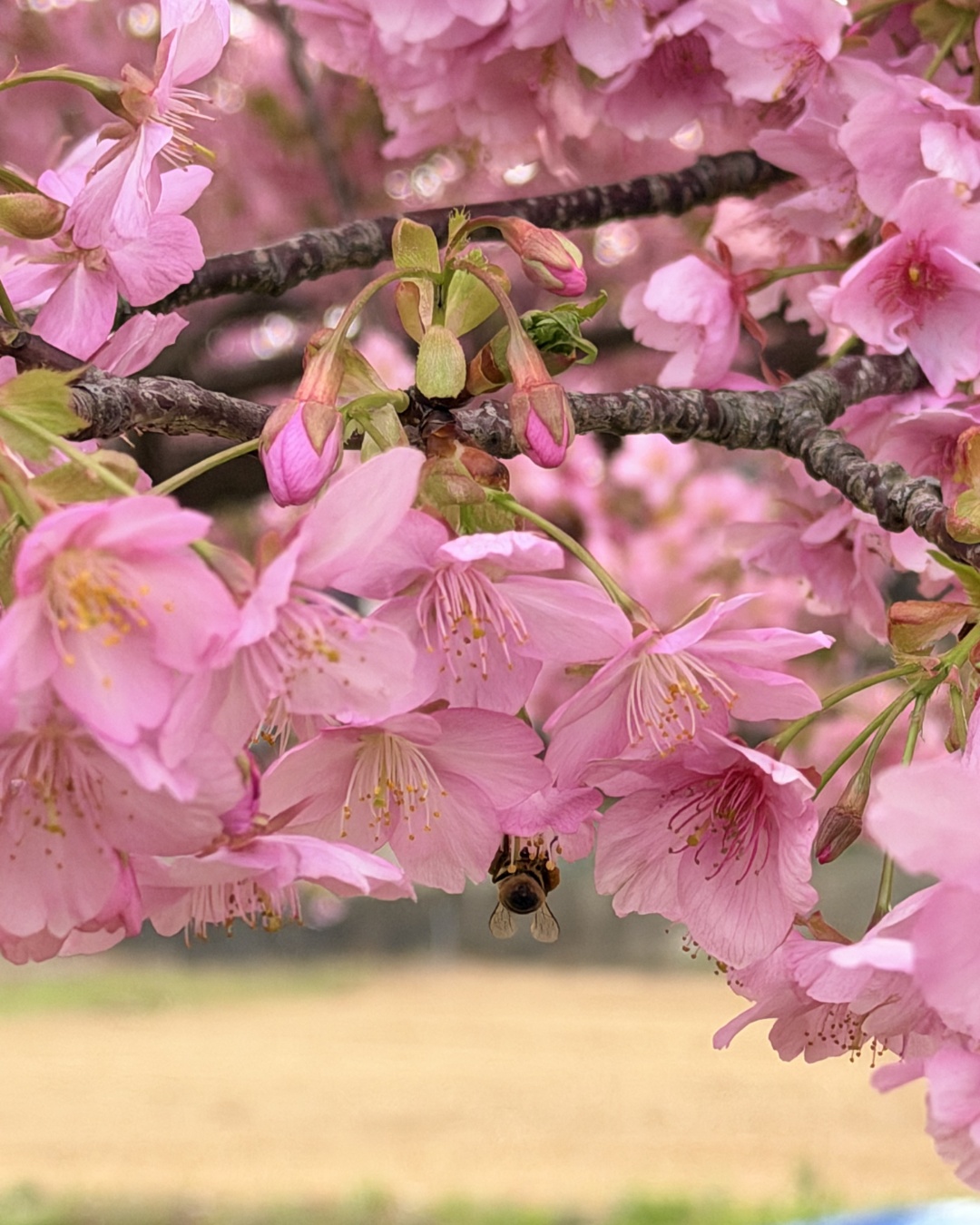 免々田川の河津桜と蜂