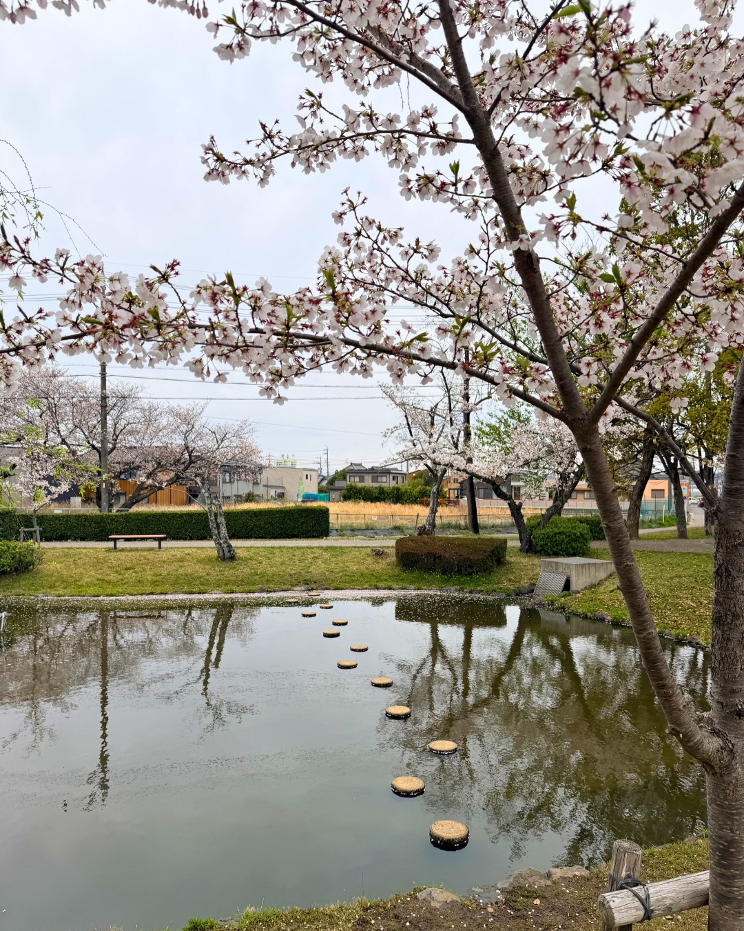 三好公園（みよし市）池のほとりの春の風景