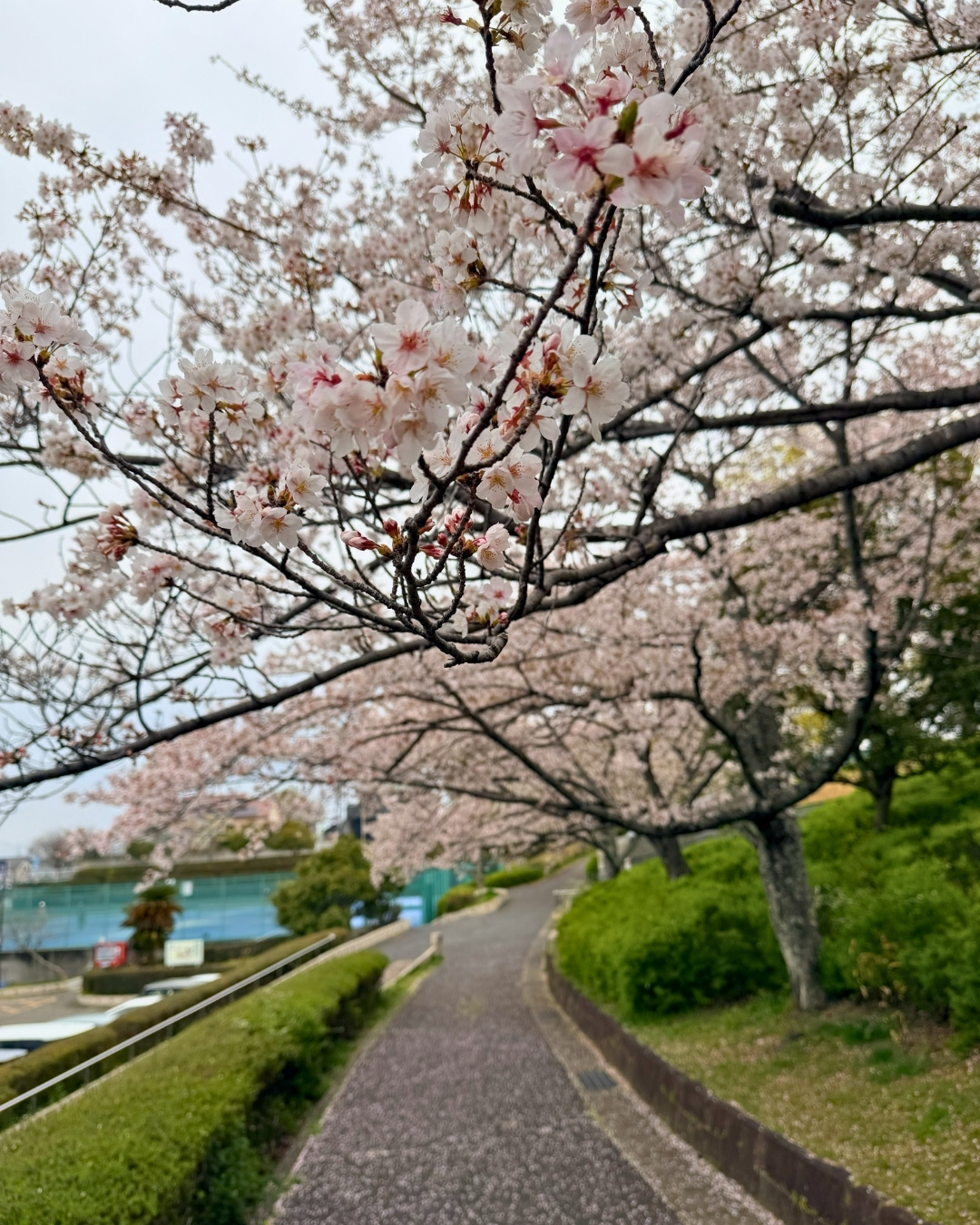 三好丘桜公園のソメイヨシノが咲く遊歩道