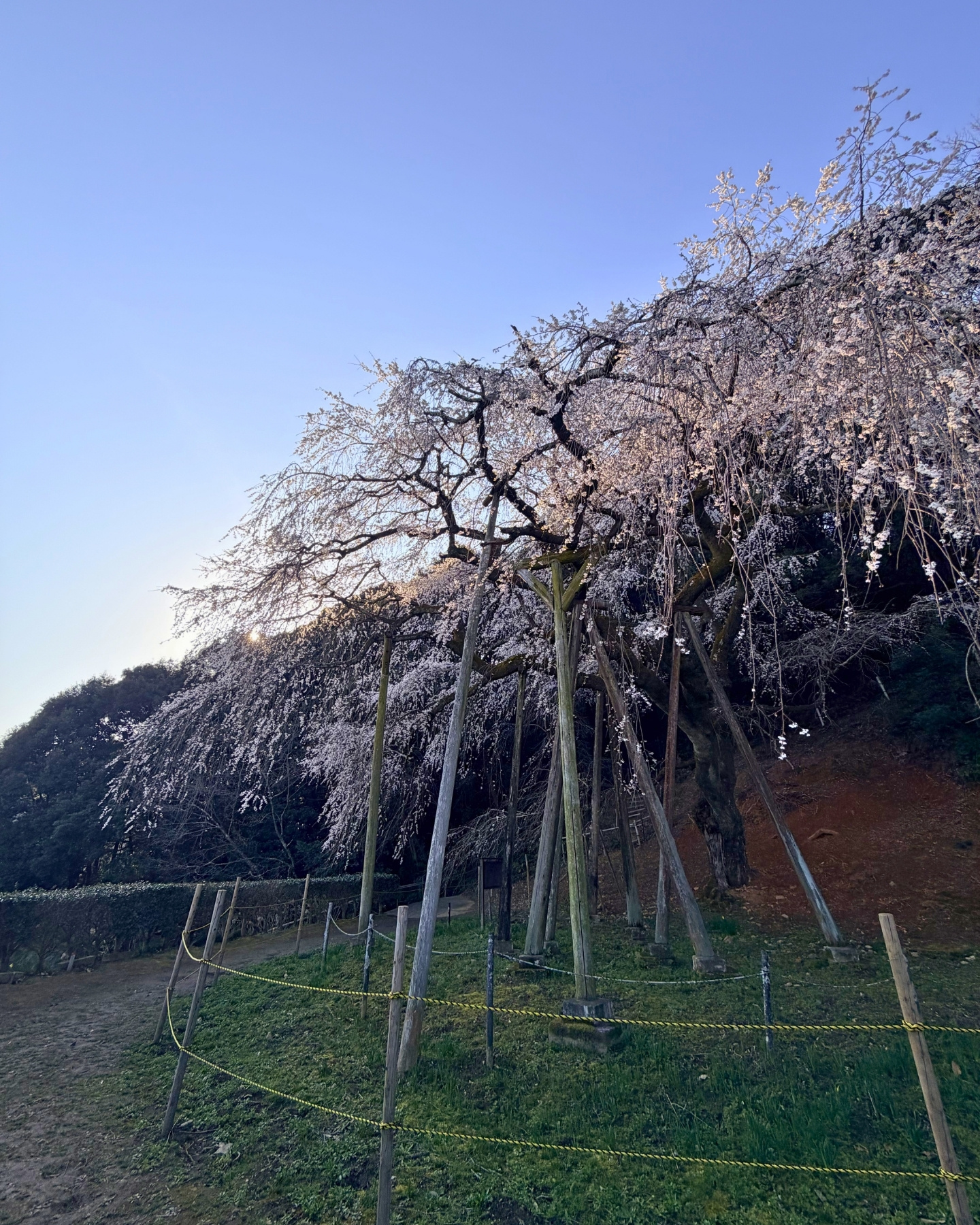 奥山田のしだれ桜(愛知県岡崎市)樹齢1300年のしだれ桜