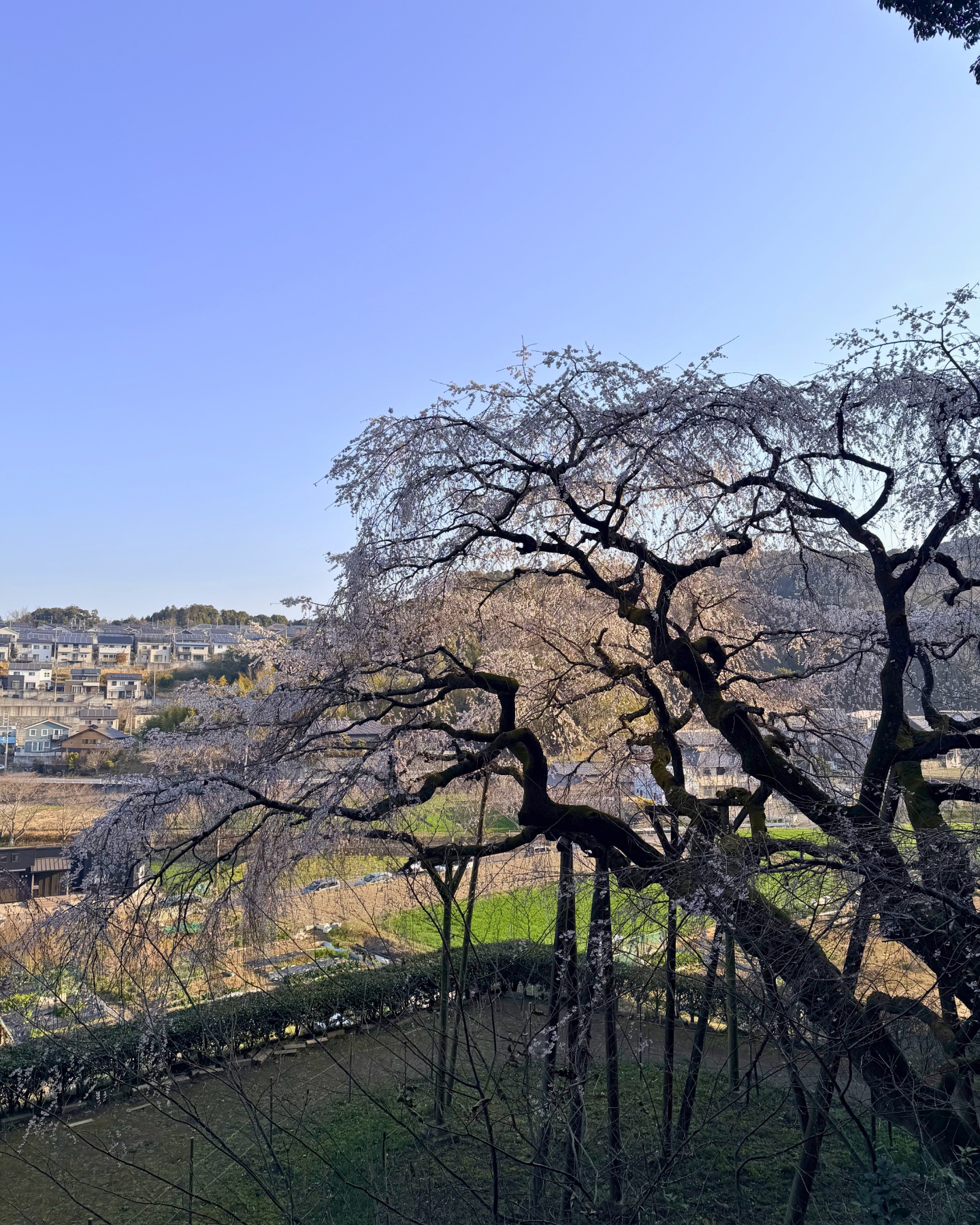 奥山田のしだれ桜(愛知県岡崎市)整備された遊歩道