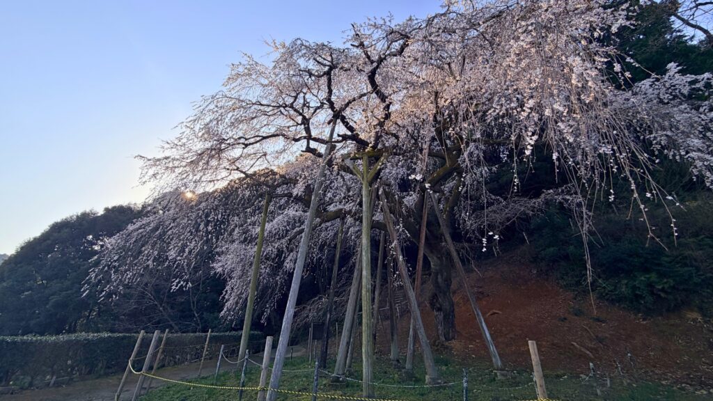 奥山田のしだれ桜/愛知県岡崎市