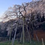 奥山田のしだれ桜(愛知県岡崎市)青空と小道の先のしだれ桜全景