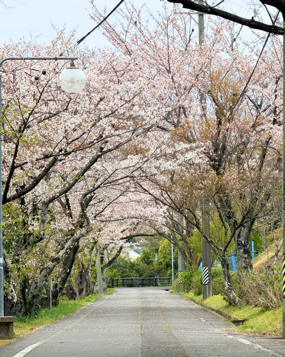 三好公園（みよし市）池の周りの遊歩道と満開の桜