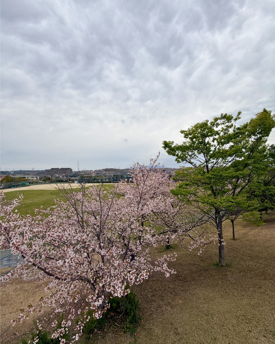 展望台から見る園内の桜の広がり