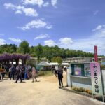 藤の回廊(豊田市)ふじまつり会場入口の藤棚と来場者