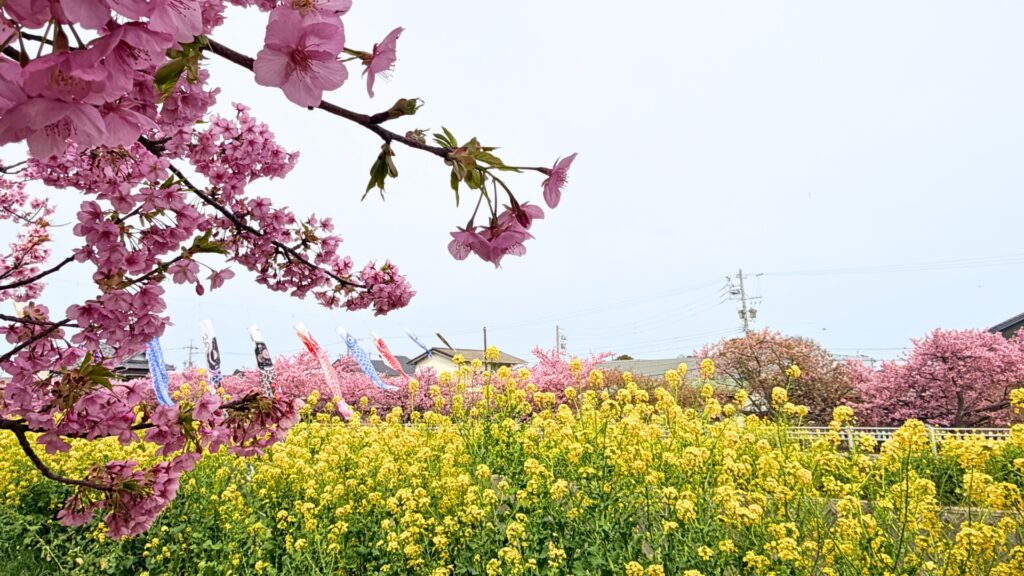 免々田川の河津桜/愛知県田原市