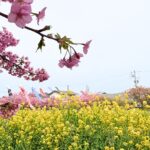 免々田川の河津桜と菜の花、鯉のぼりが一緒に写る三重奏の風景 アイキャッチ