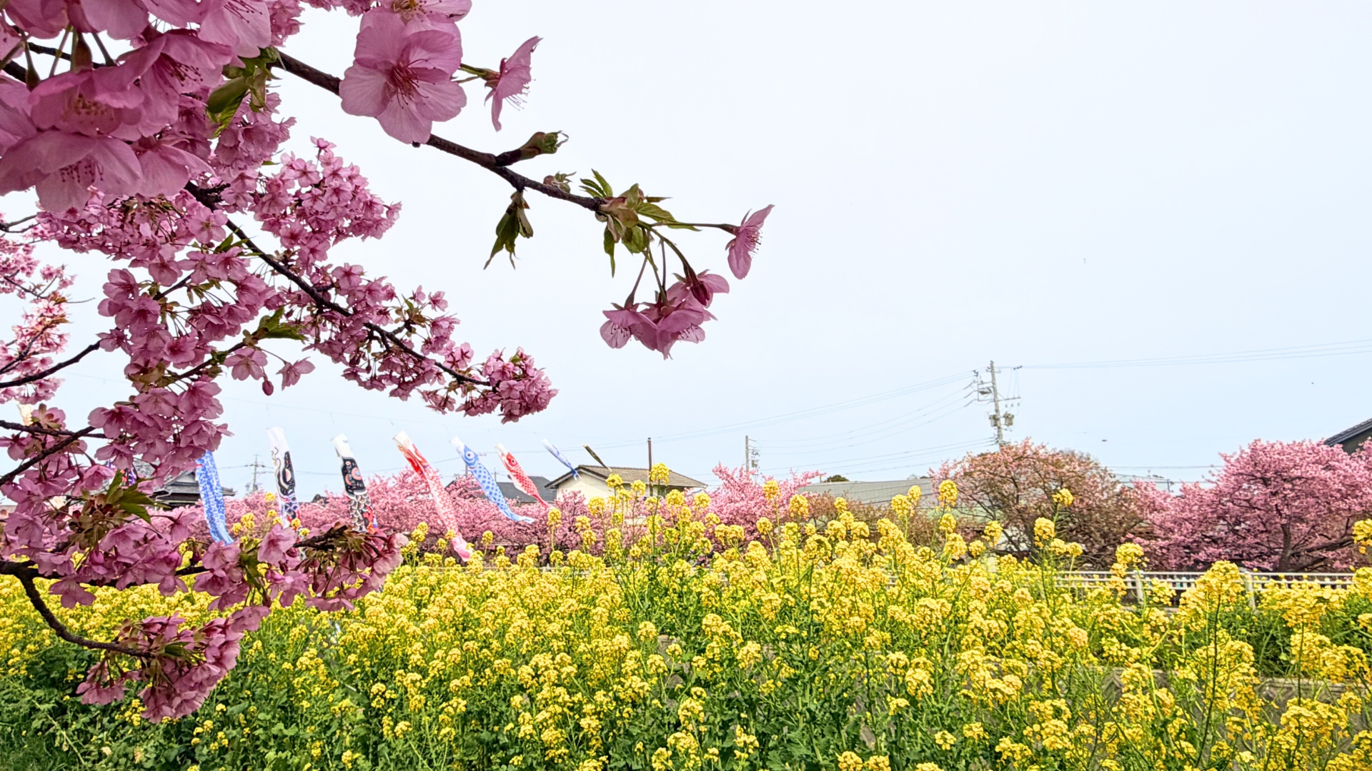 免々田川の河津桜と菜の花、鯉のぼりが一緒に写る三重奏の風景 アイキャッチ