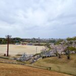 三好公園(愛知県みよし市)満開の桜と三好池