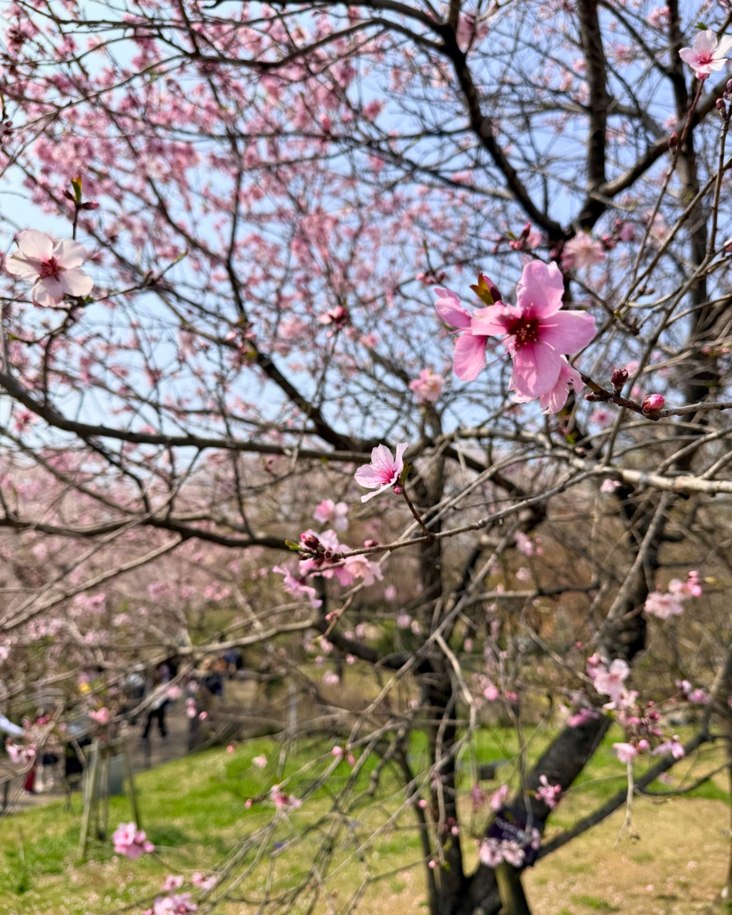 東山動植物園 アーモンドの花のアップ