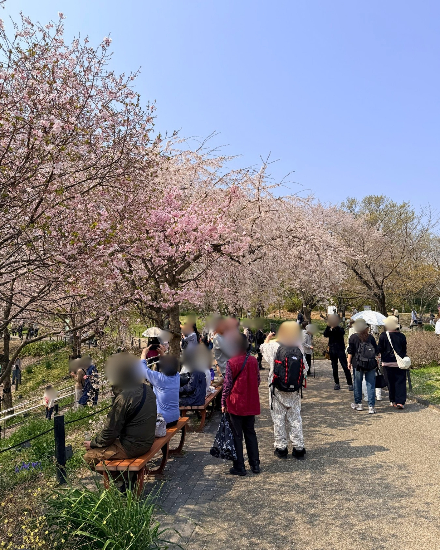 東山動植物園 桜の回廊の賑わい