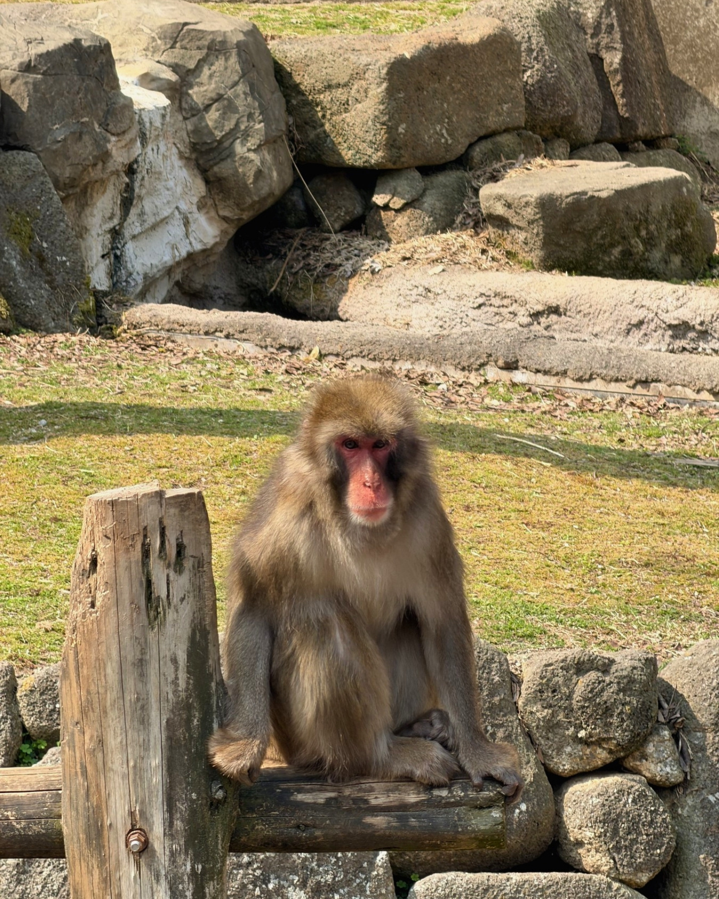 東山動植物園 岩の上の猿