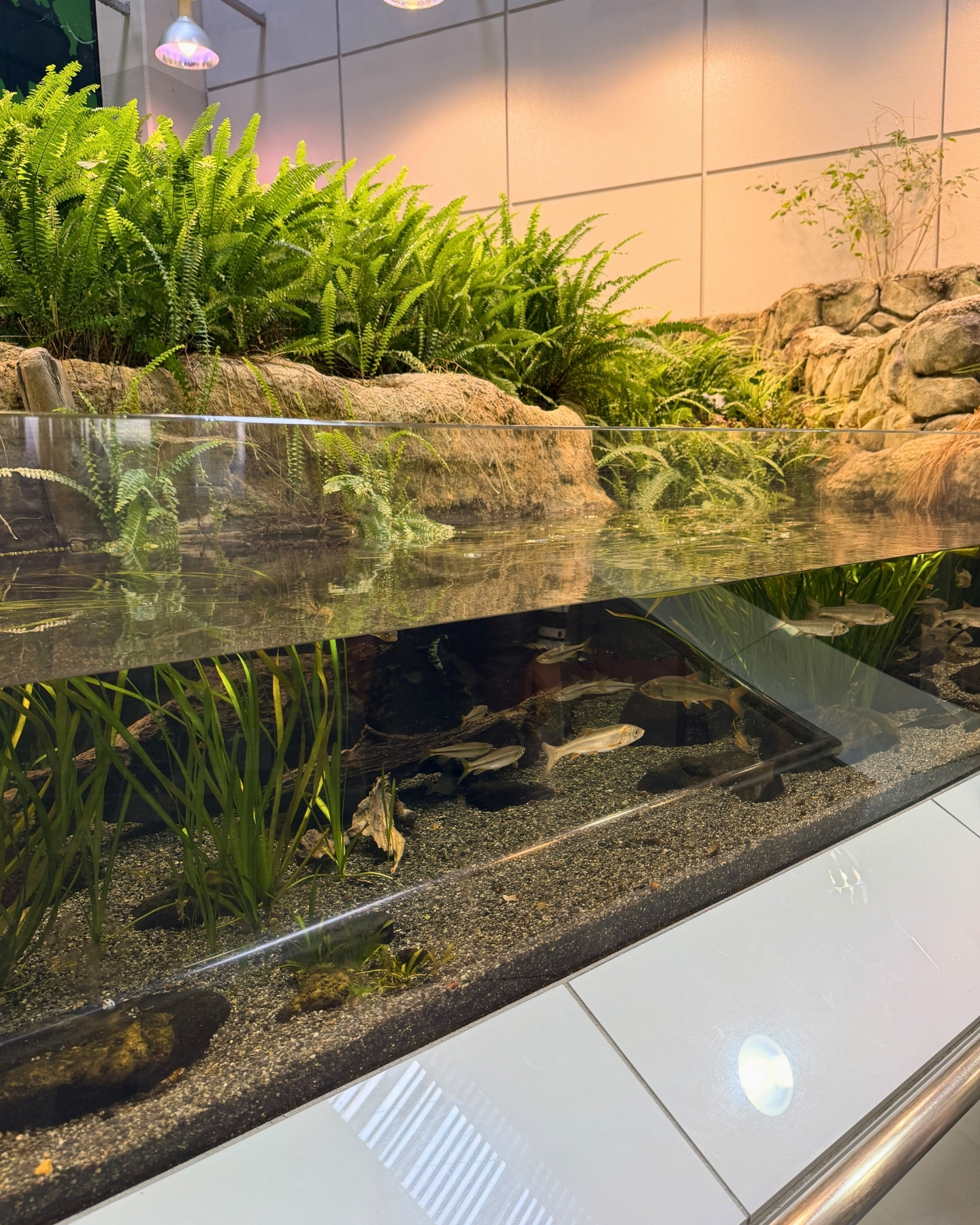 東山動植物園 メダカ館の水槽