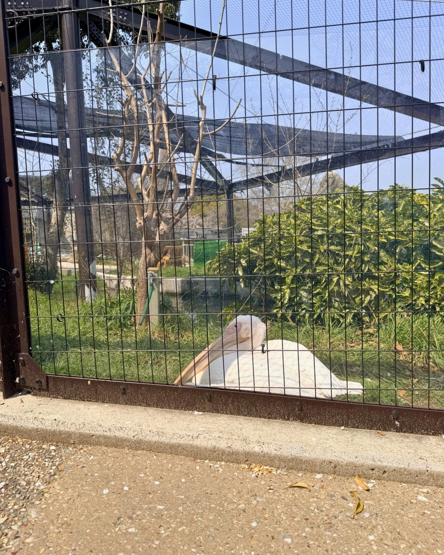東山動植物園 ペリカン