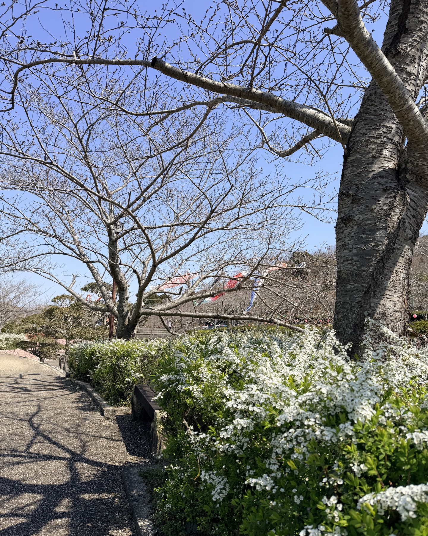菜の花と広場