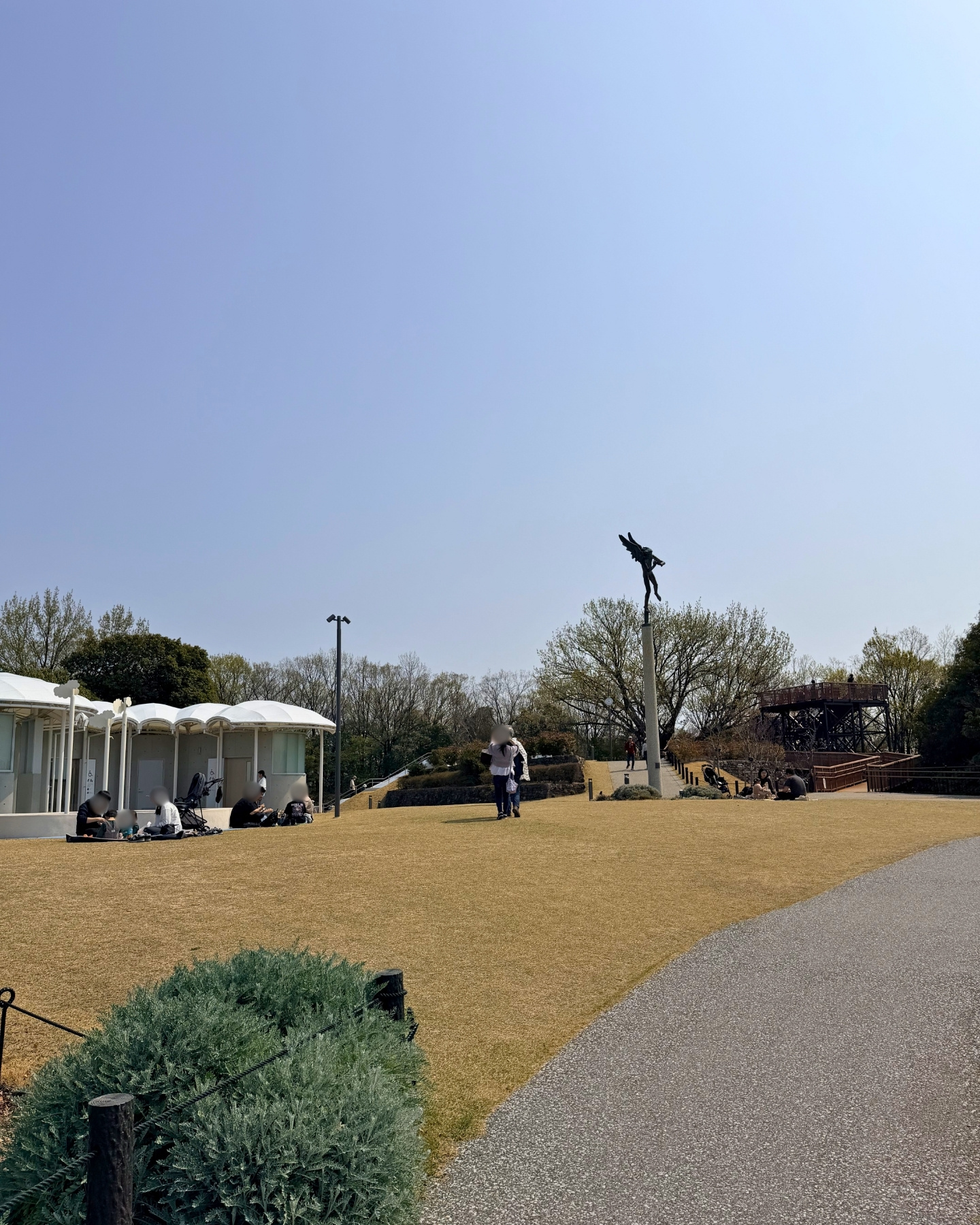 東山動植物園 ギンヨウアカシア