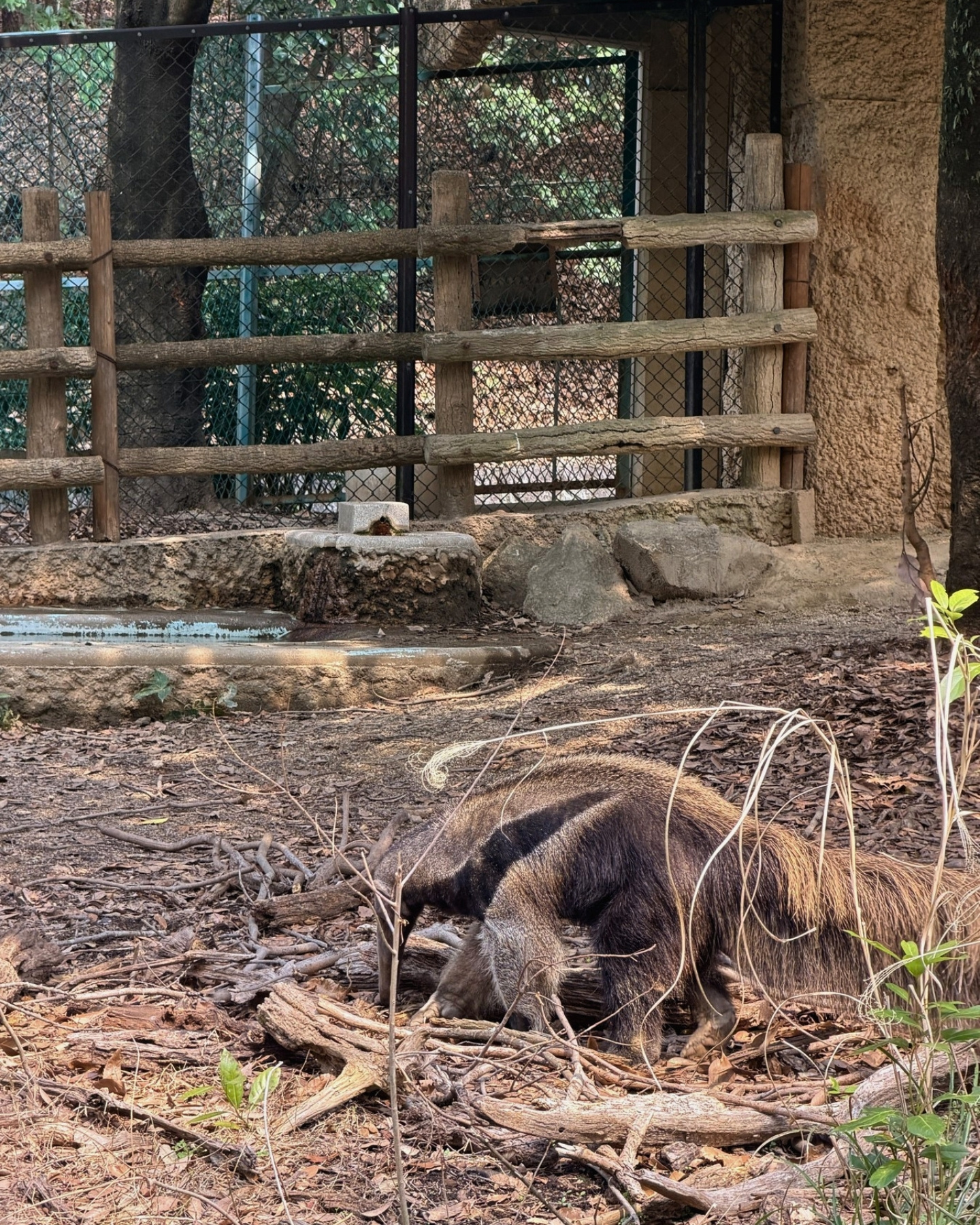 東山動植物園 オオアリクイ