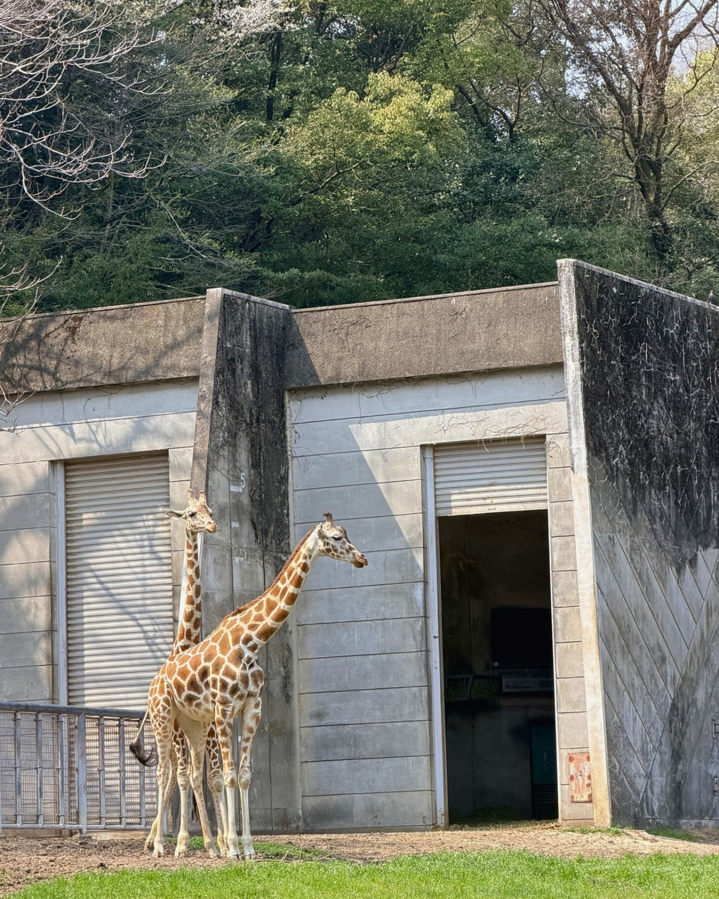 東山動植物園 キリン舎のキリン