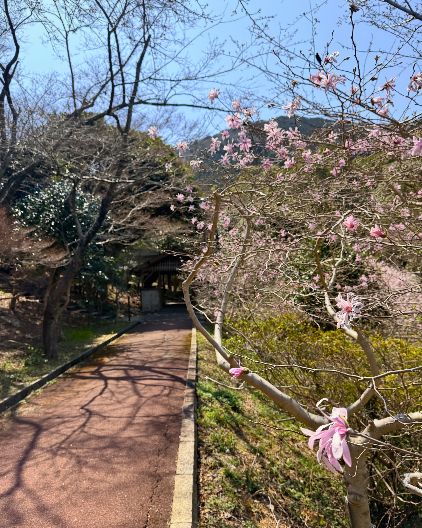 ピンクのシデコブシの花
