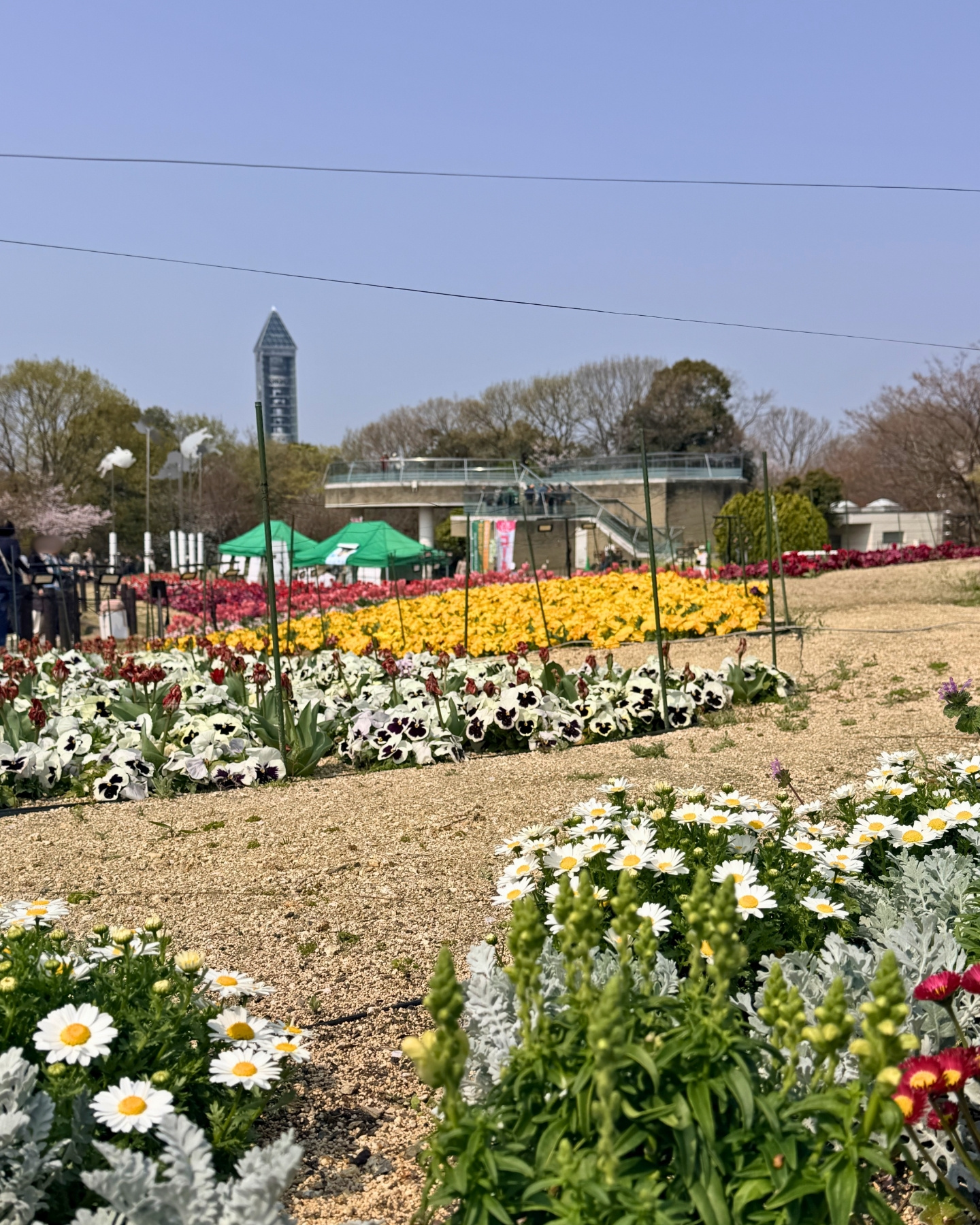 東山動植物園 整列したチューリップ