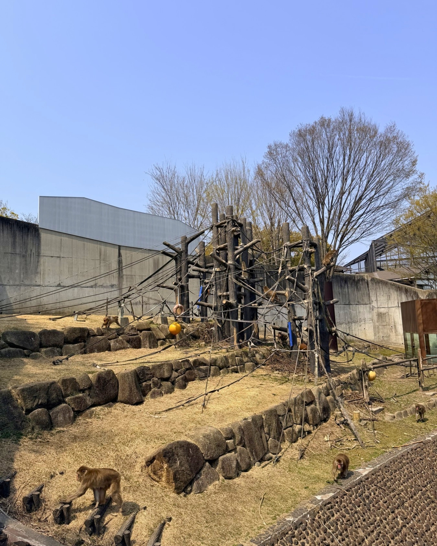 東山動植物園 猿山の全景