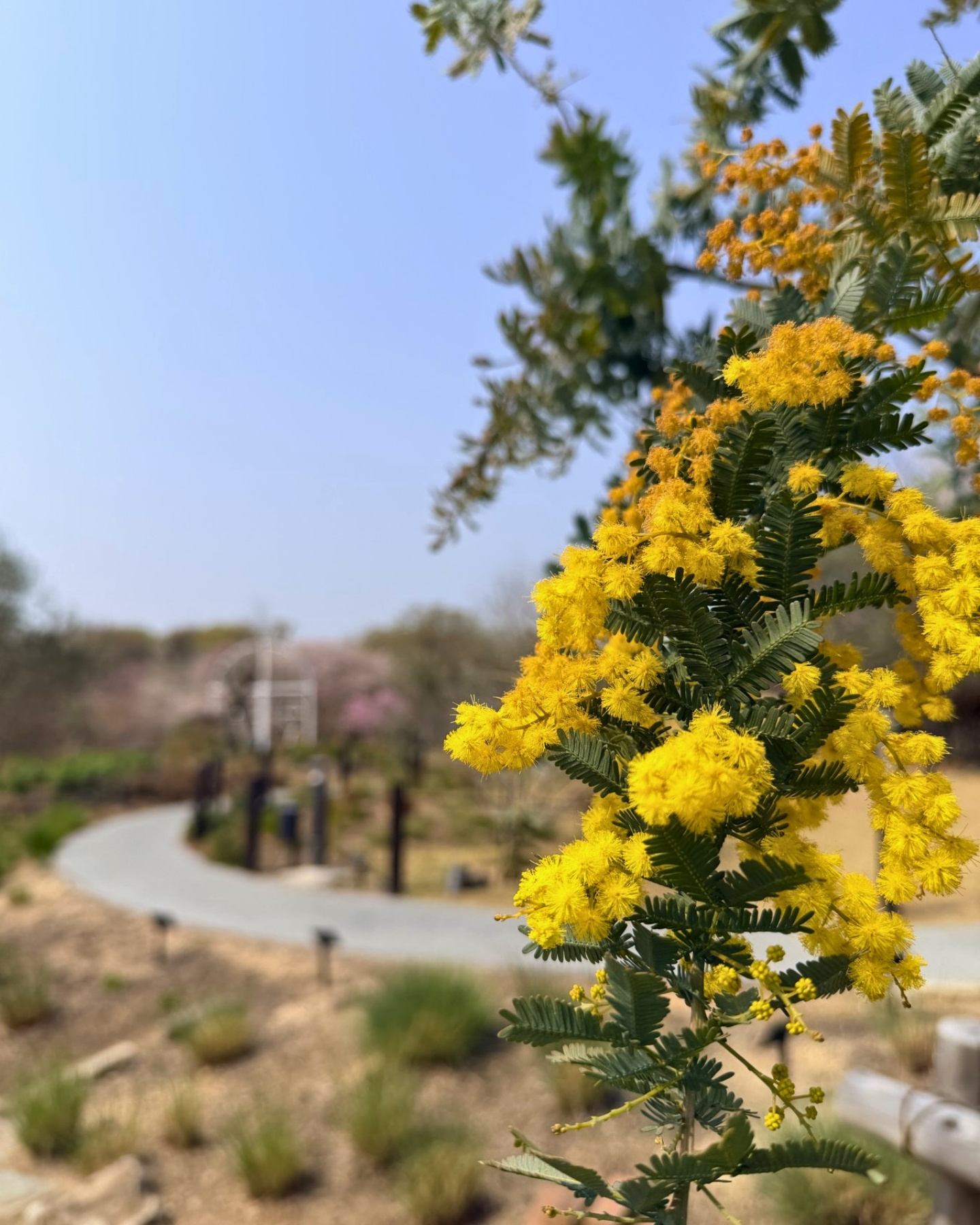 東山動植物園 ギンヨウアカシア