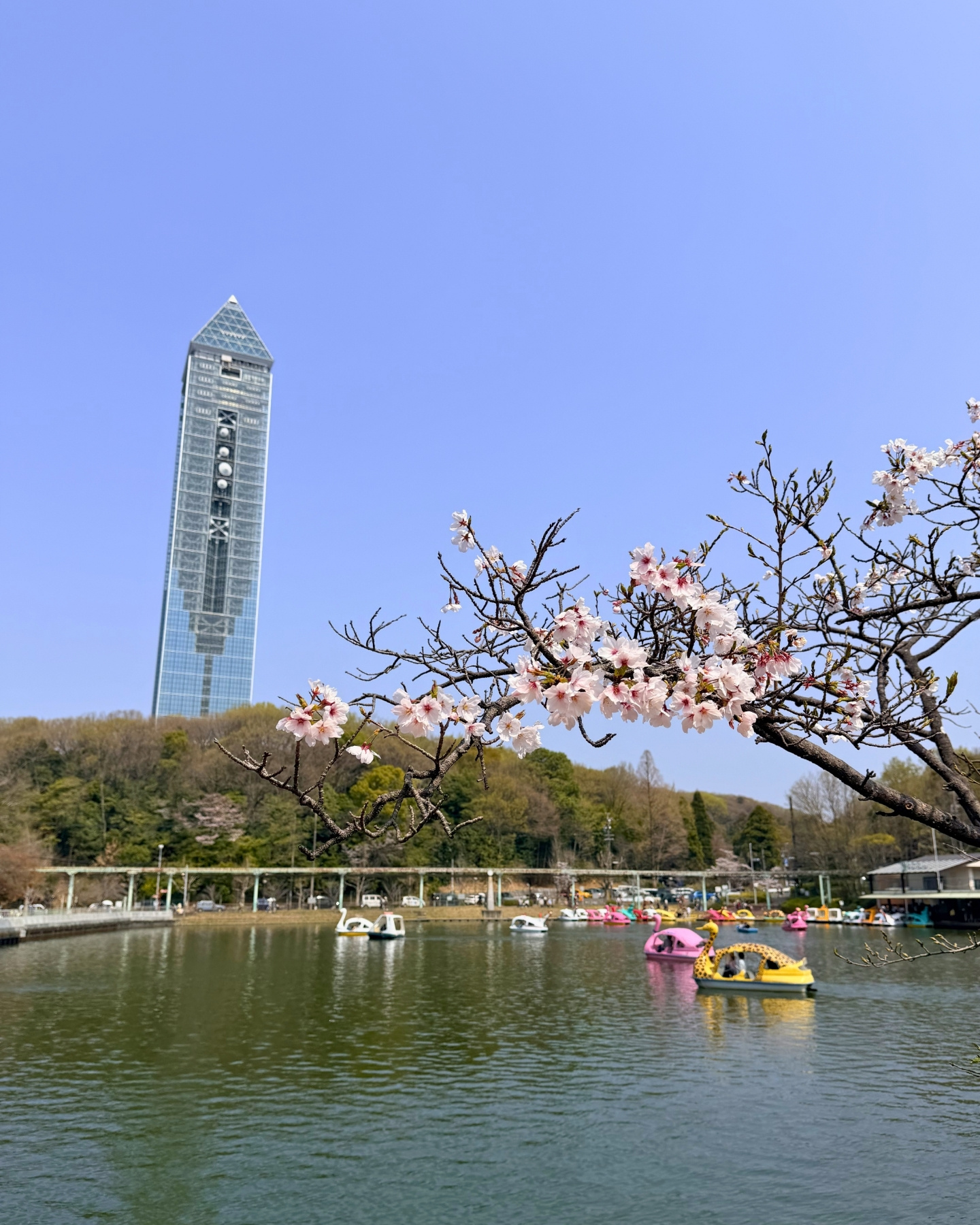 東山動植物園 上池の水鳥
