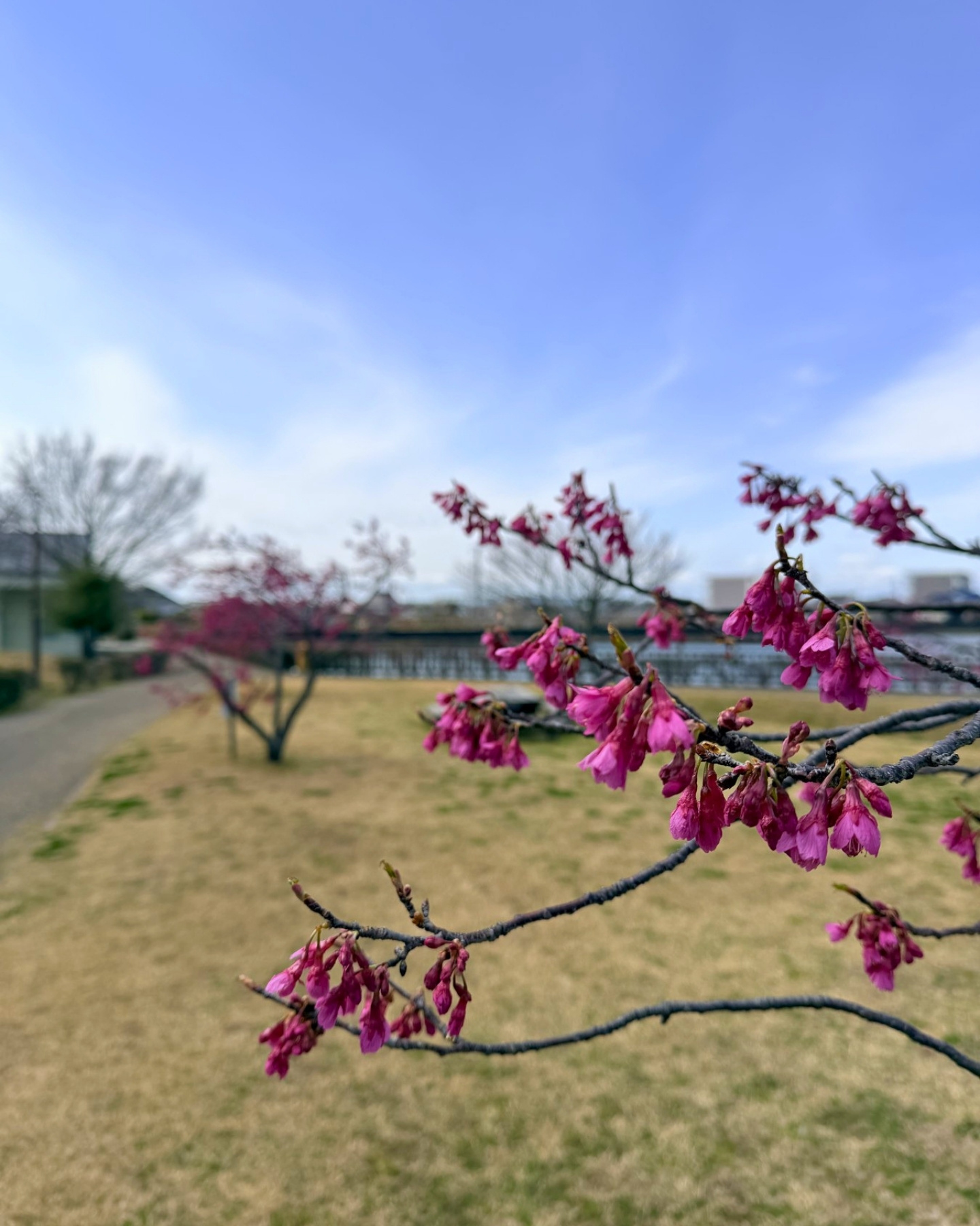 細口公園 鈴なりの寒緋桜が見頃でした