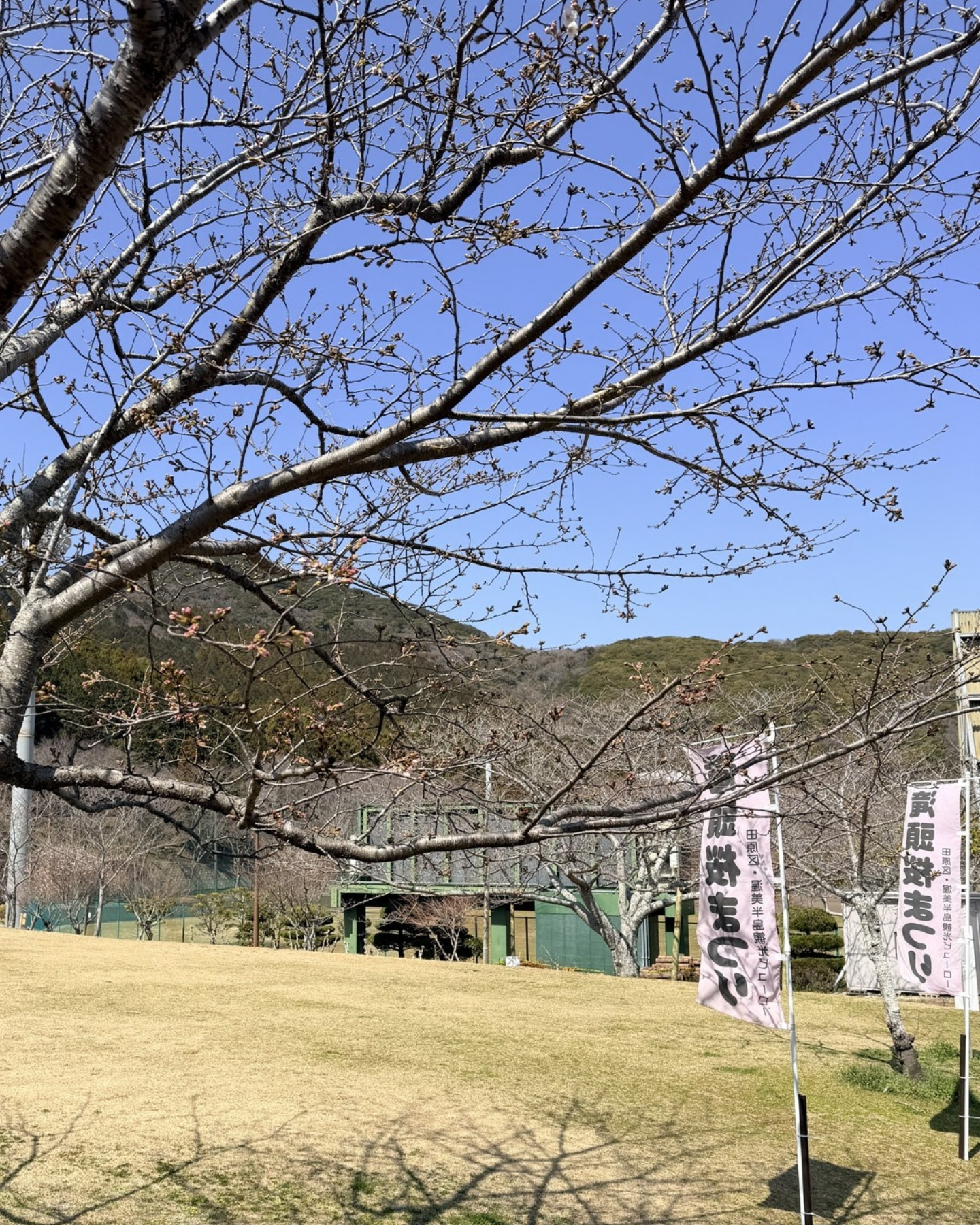 木製のアスレチック遊具