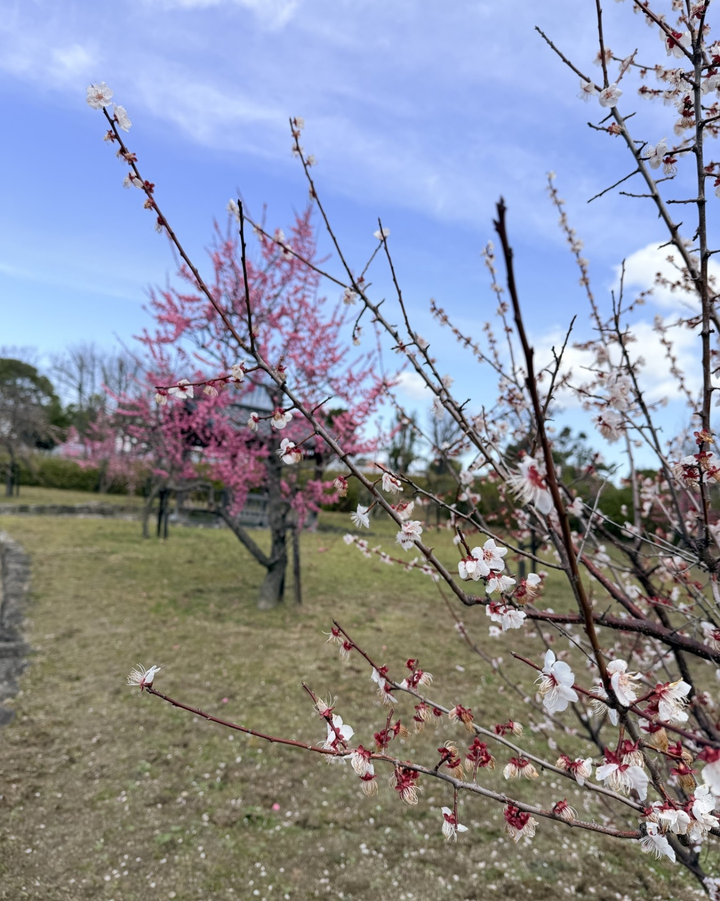 細口公園 梅園の写真ギャラリー