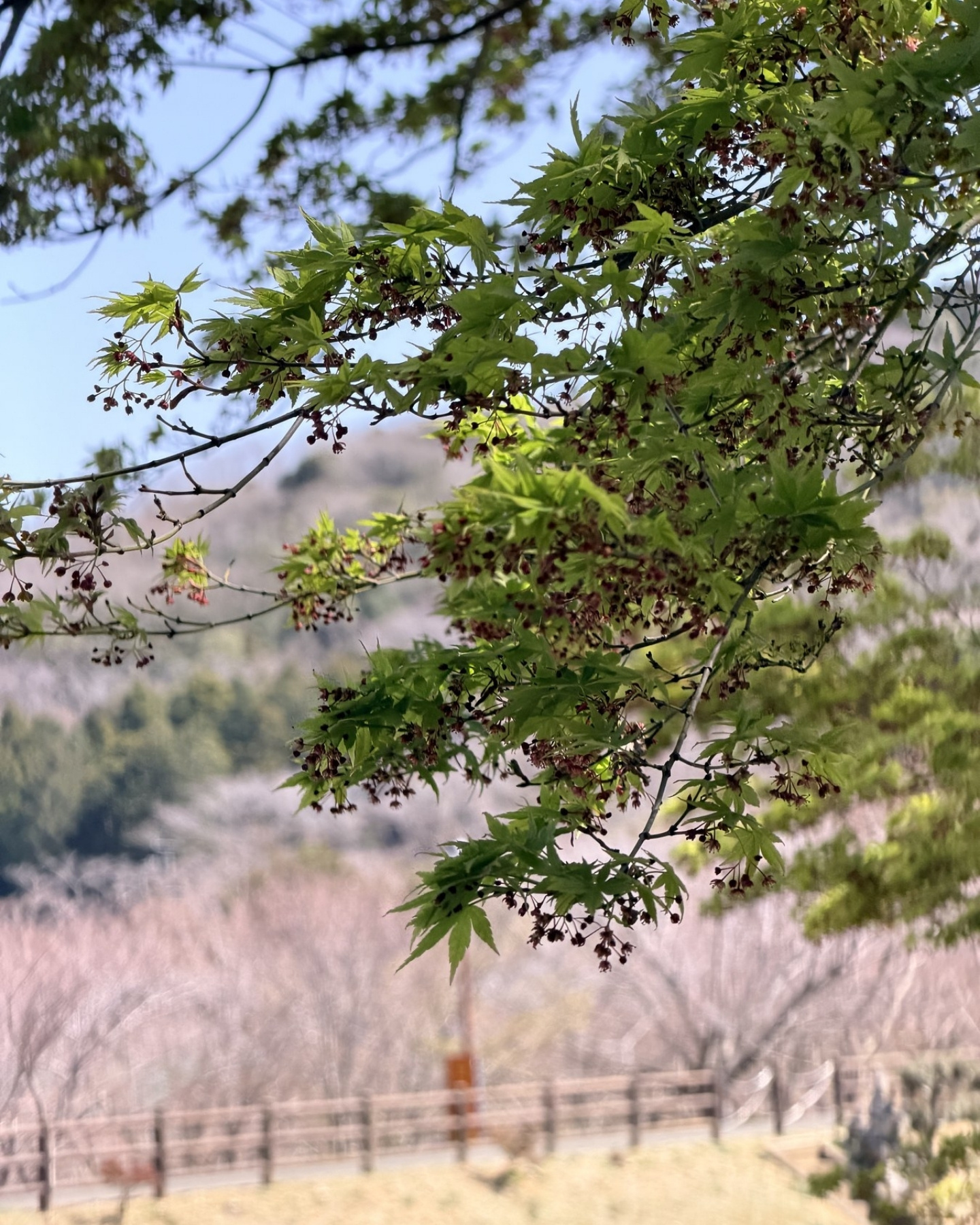 青空に咲く桜