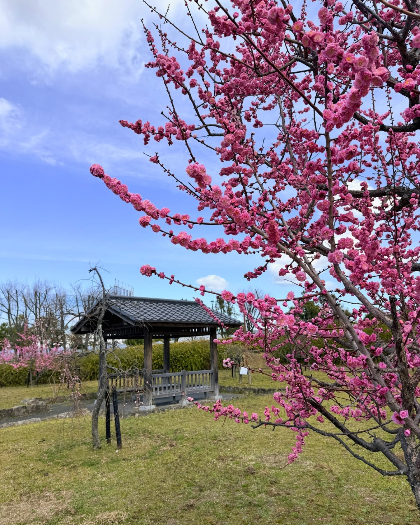 細口公園 春に楽しめる梅と寒緋桜