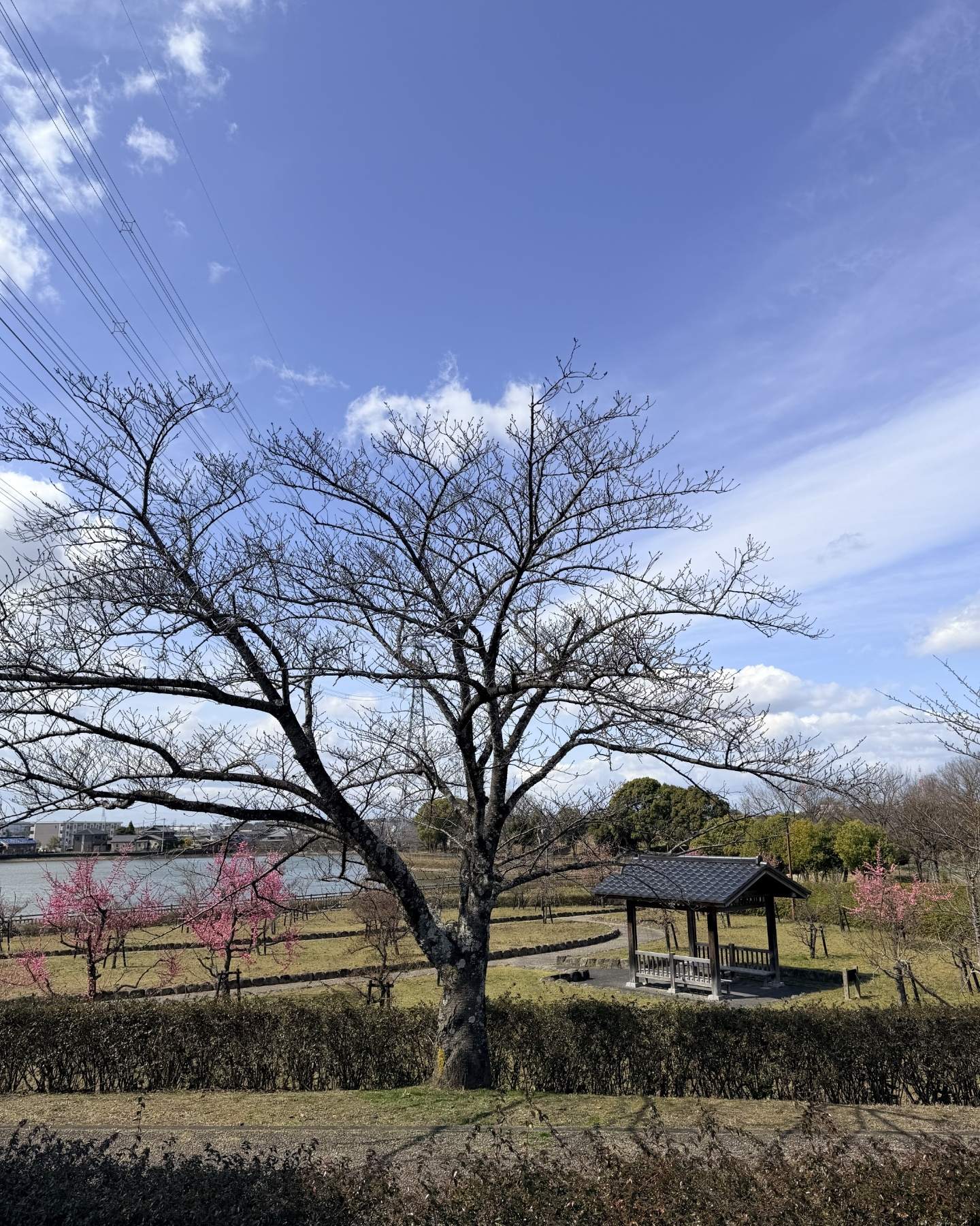 細口公園 梅園を散策 メジロにも遭遇