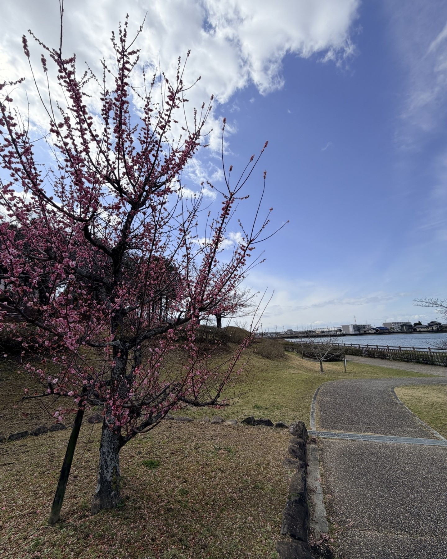 細口公園 梅園の写真ギャラリー