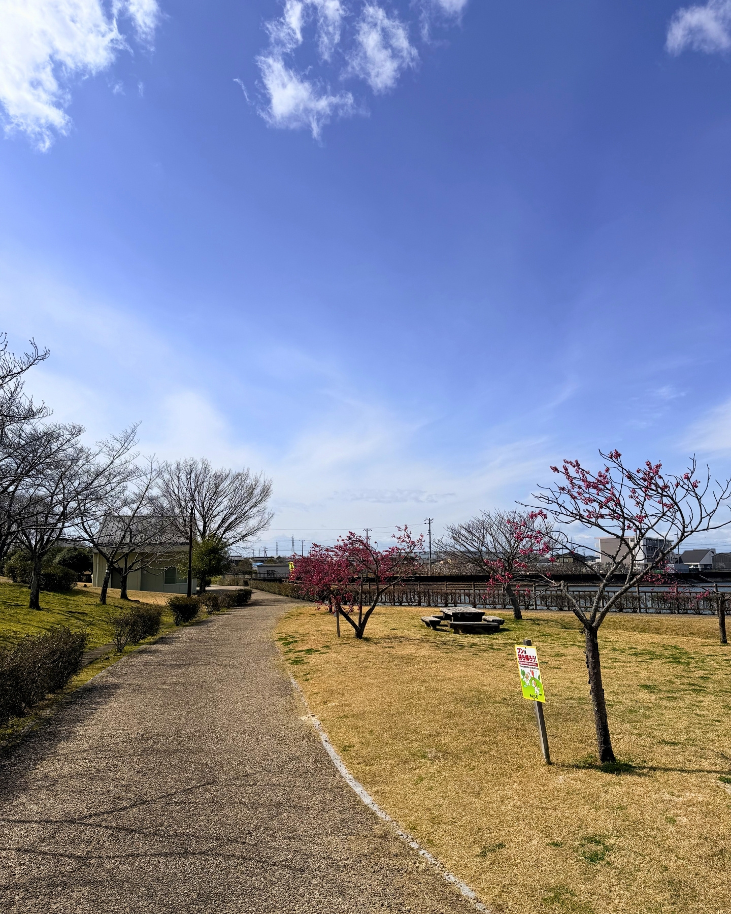 細口公園 鈴なりの寒緋桜が見頃でした