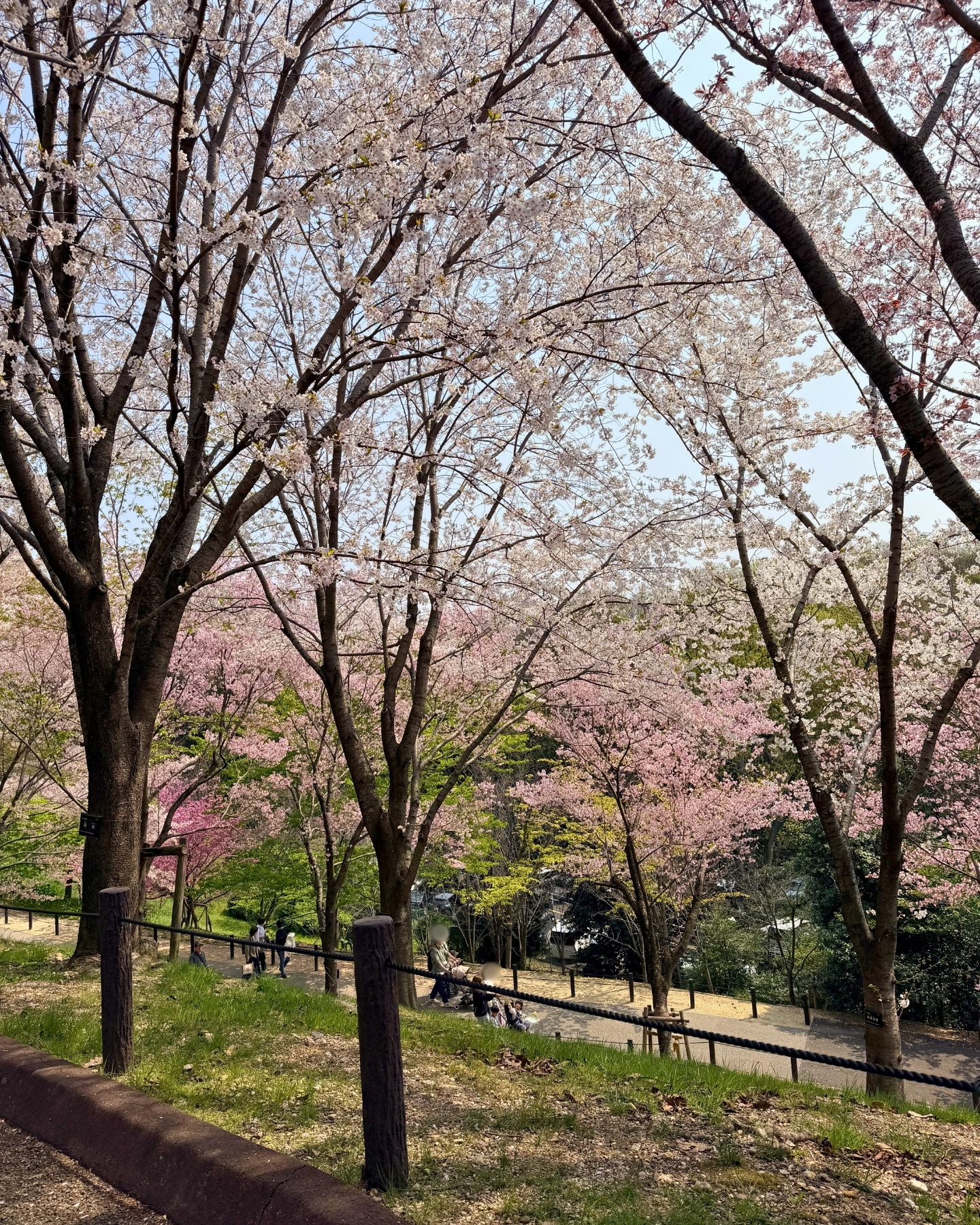 東山動植物園 アーモンドの花
