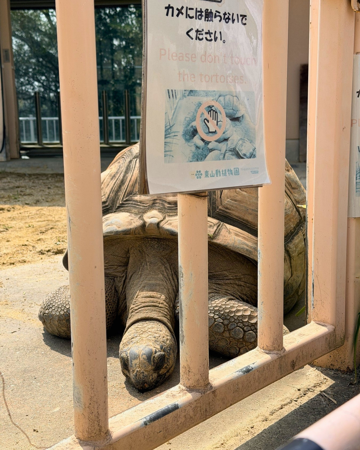 東山動植物園 大きなリクガメ