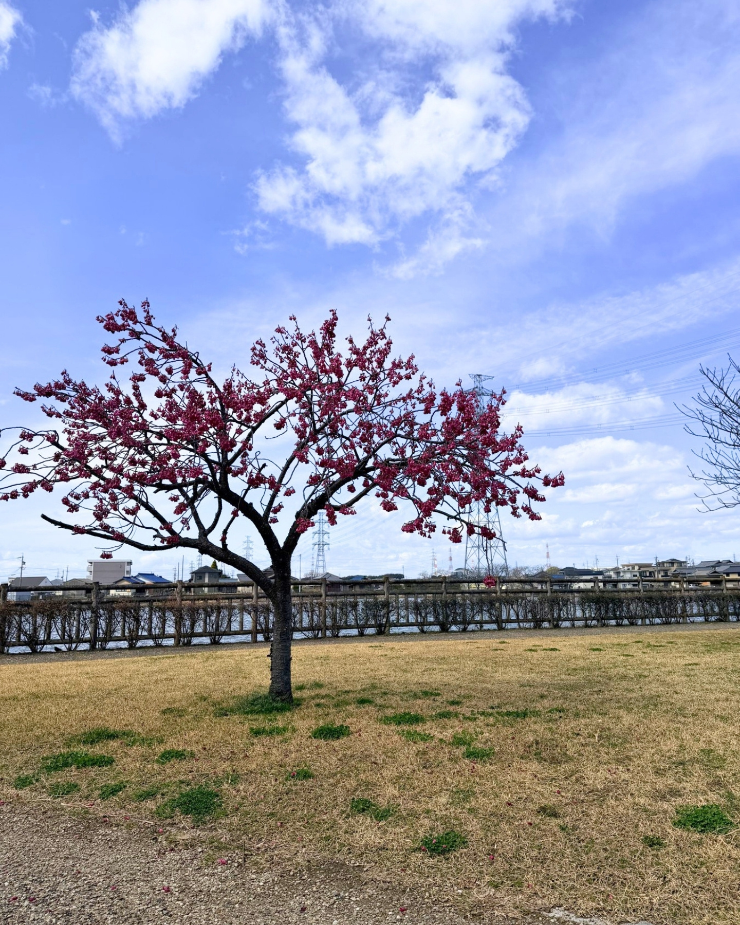 細口公園の寒緋桜