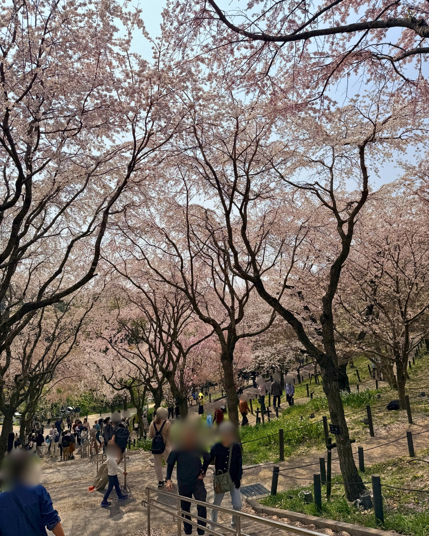 東山動植物園 満開の桜
