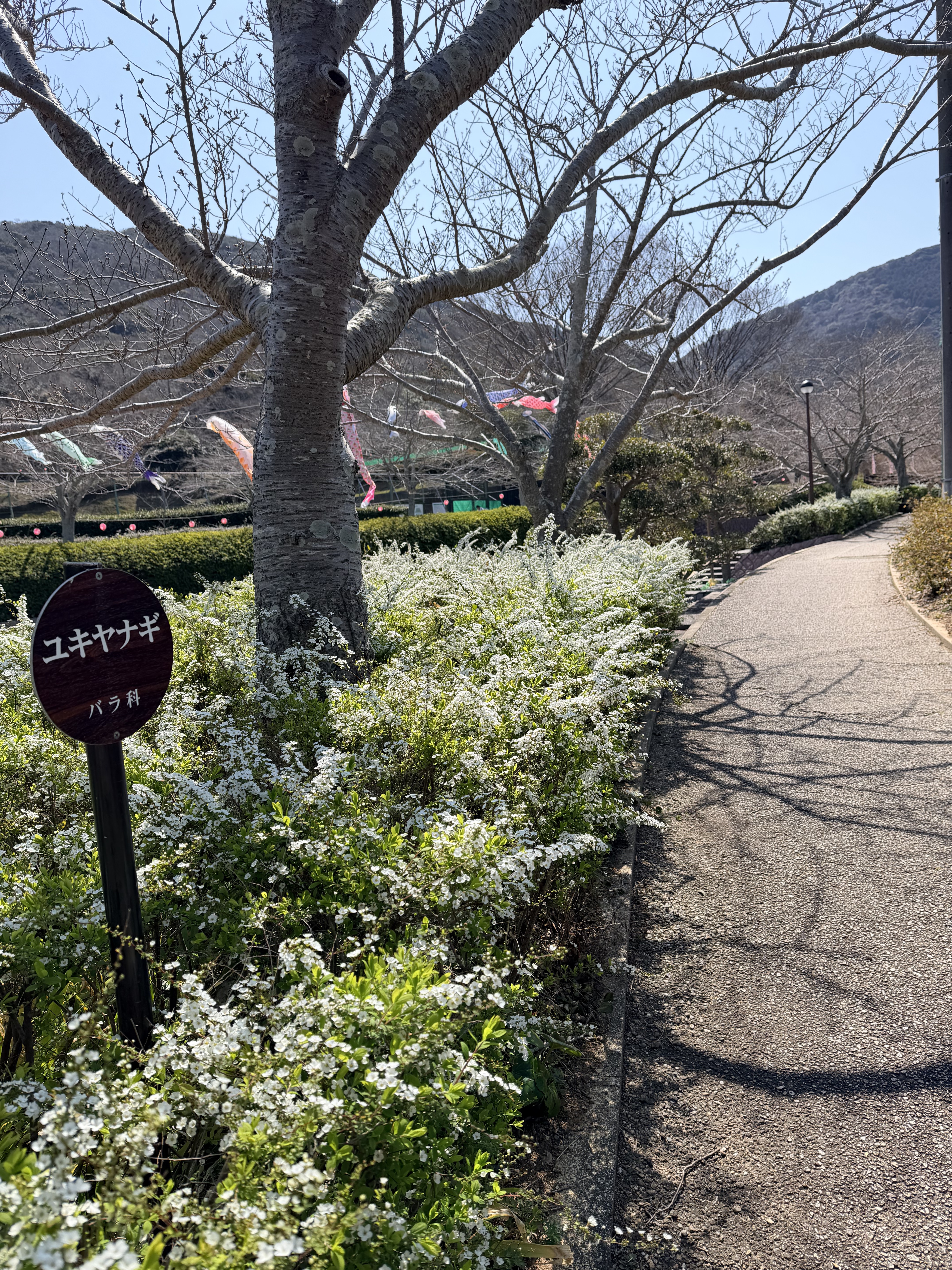 色とりどりの芝桜の花壇