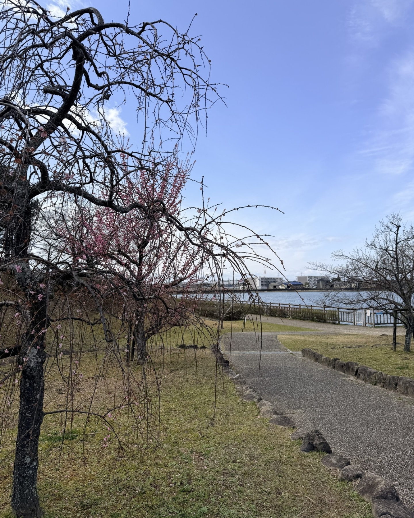 細口公園 梅園を散策 メジロにも遭遇