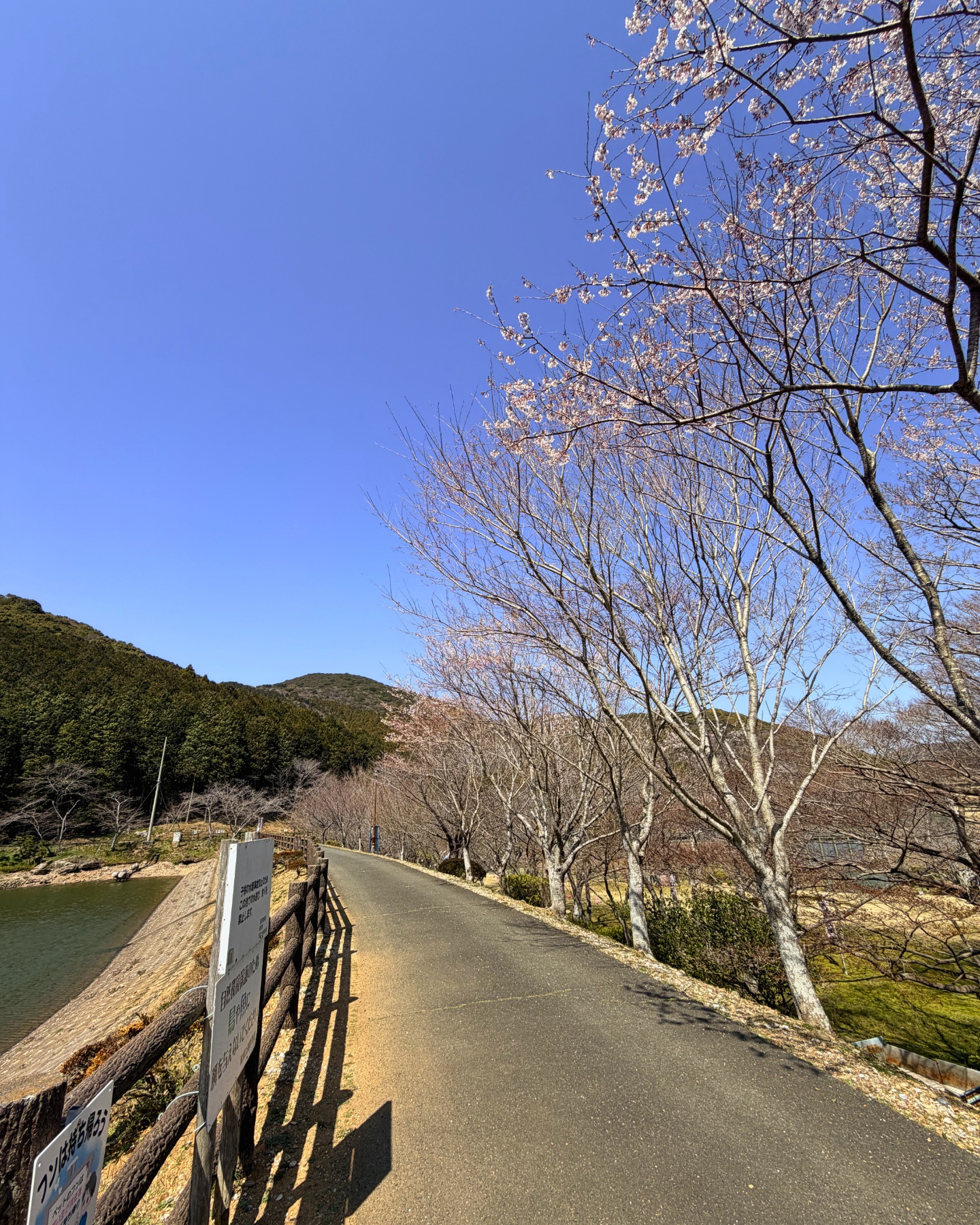 青空に映える滝頭公園の桜