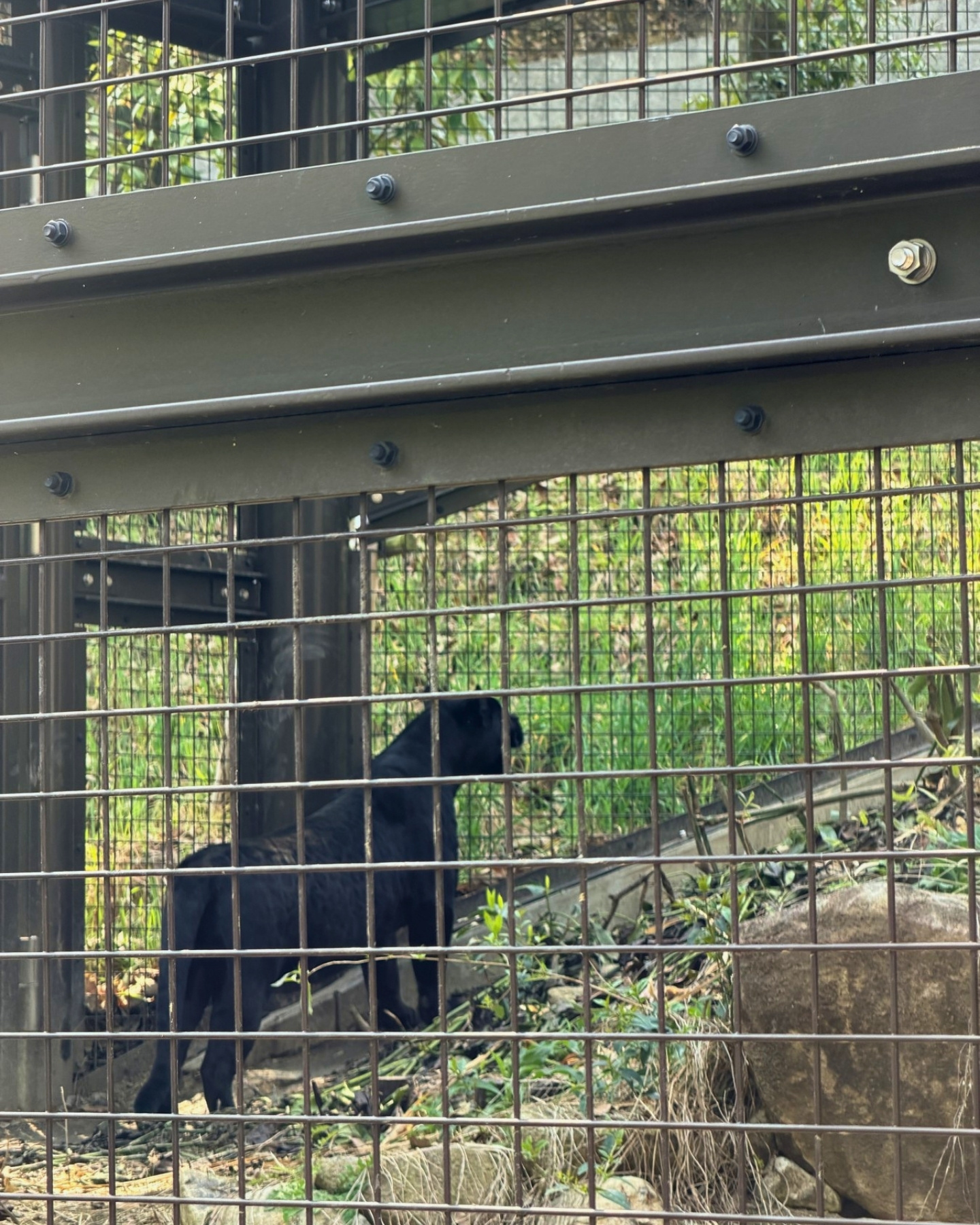 東山動植物園 黒いジャガー