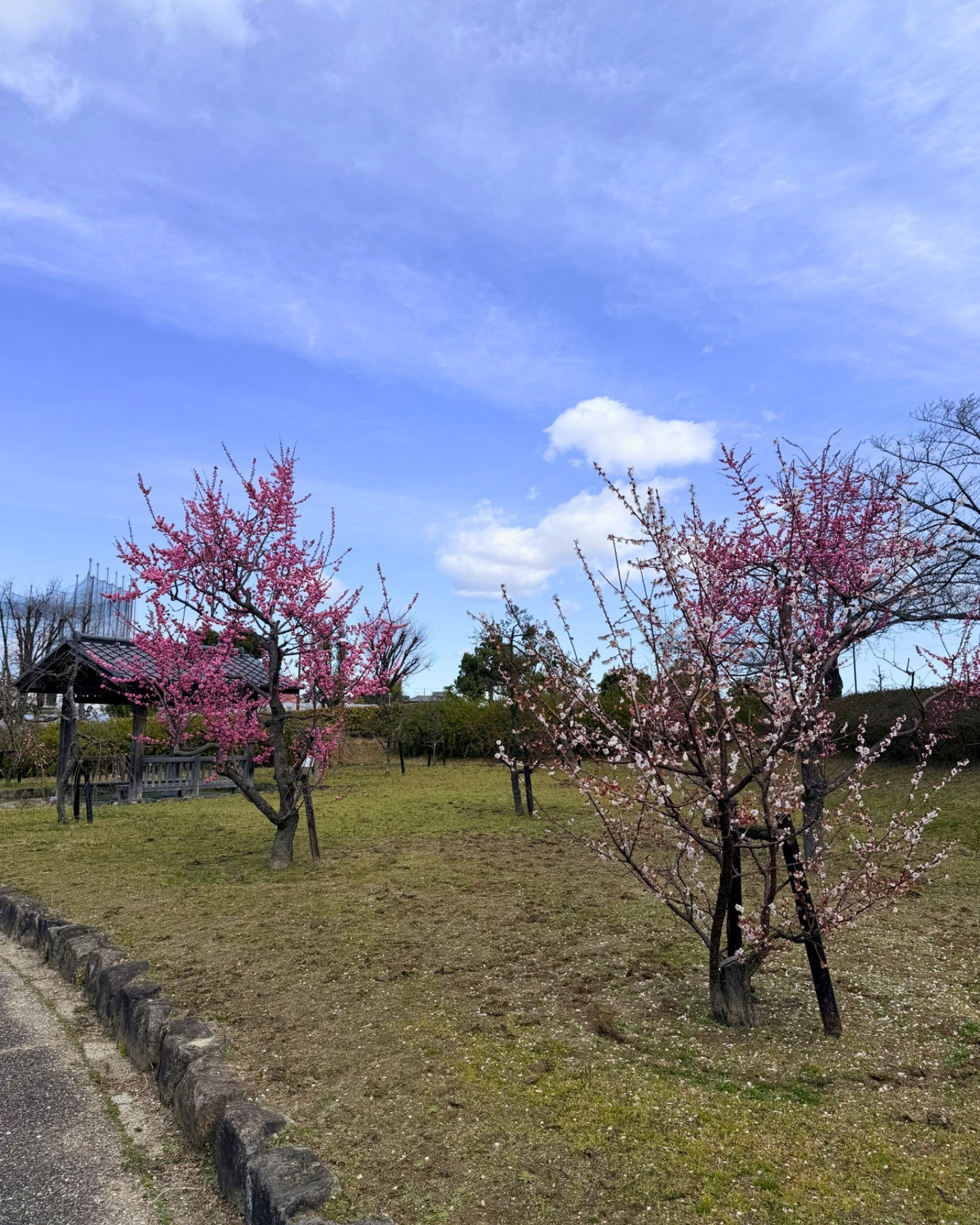 細口公園 春に楽しめる梅と寒緋桜