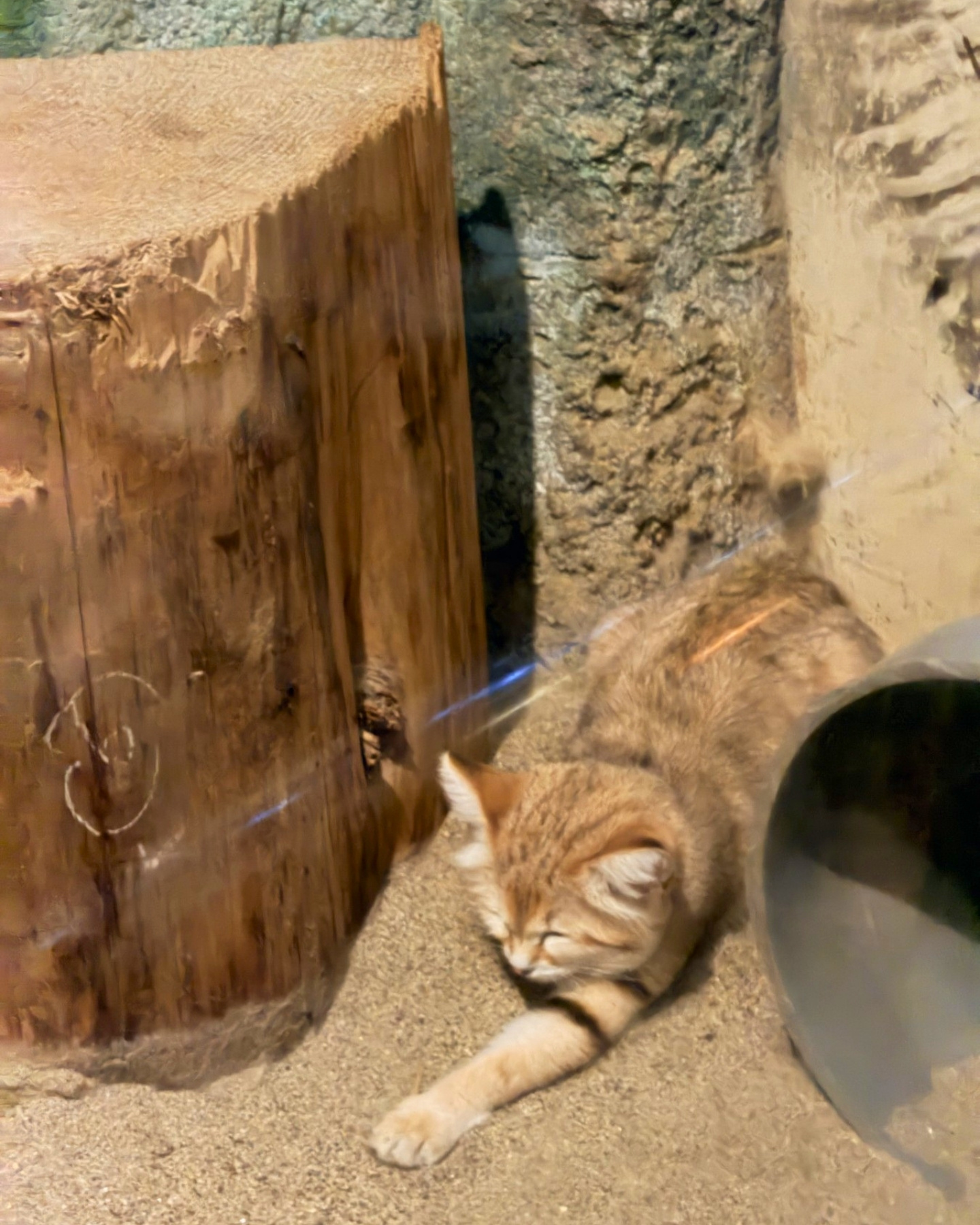 東山動植物園 ルーセットオオコウモリ