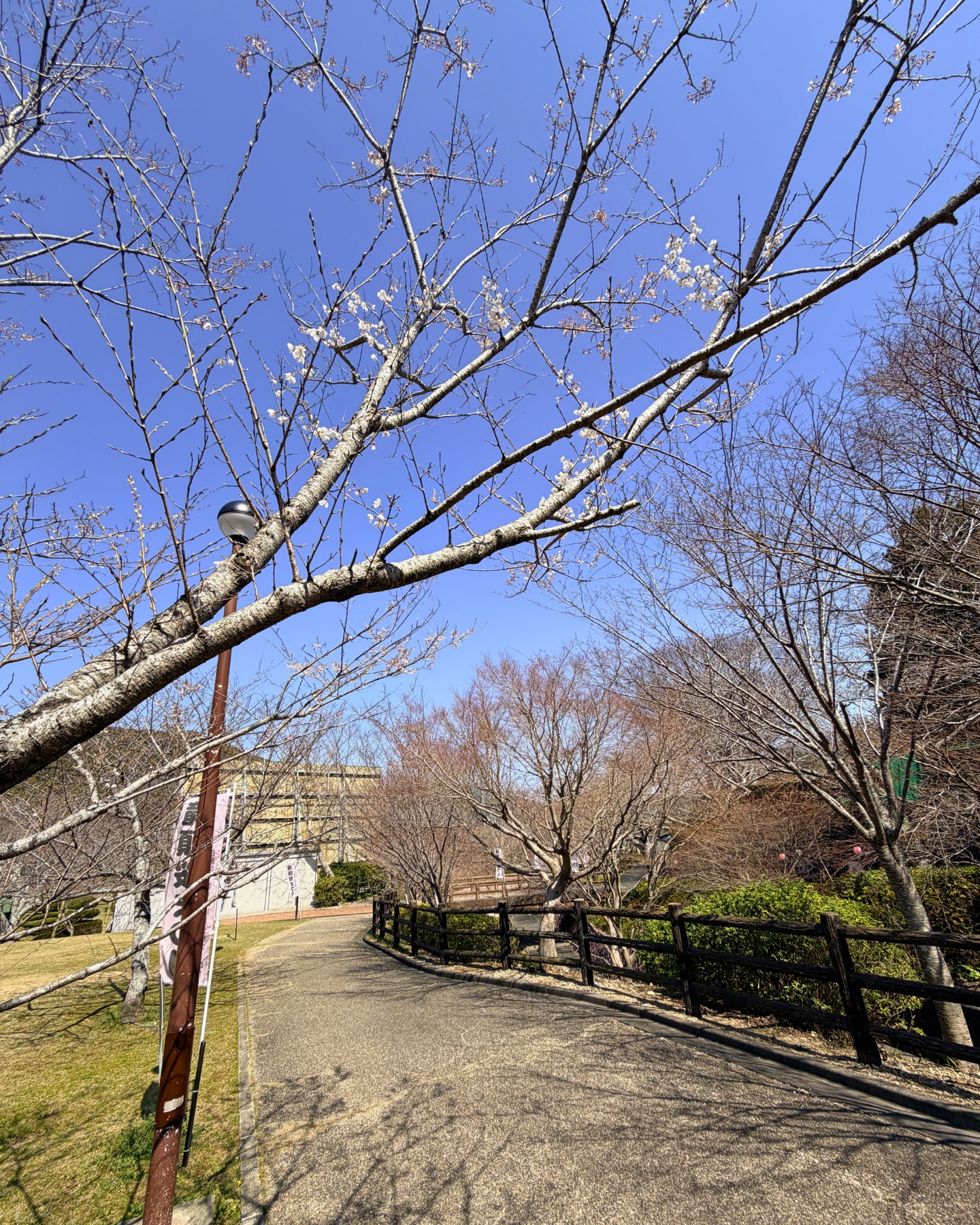桜と新緑に彩られた滝頭公園の池