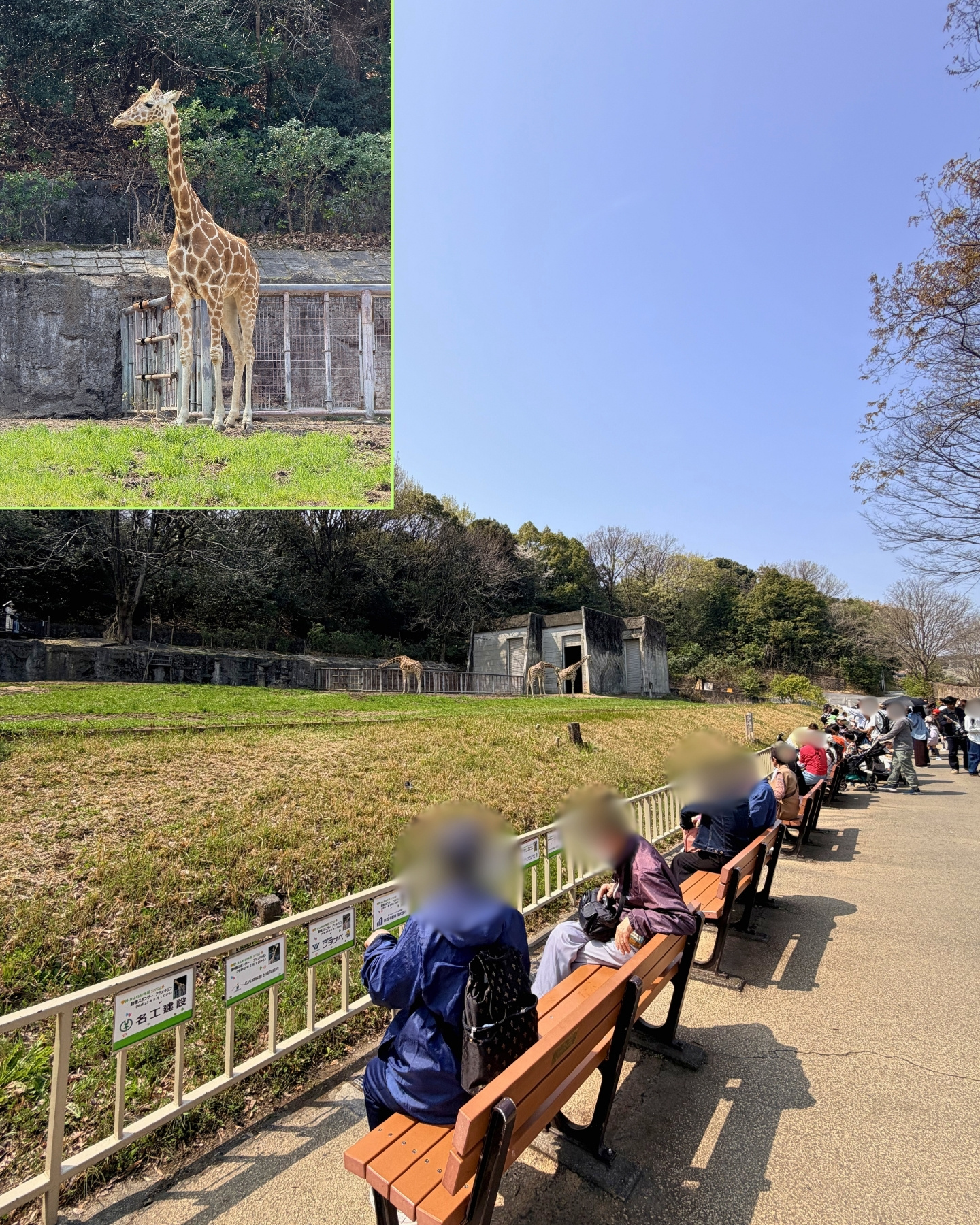 東山動植物園 木の上のコアラ
