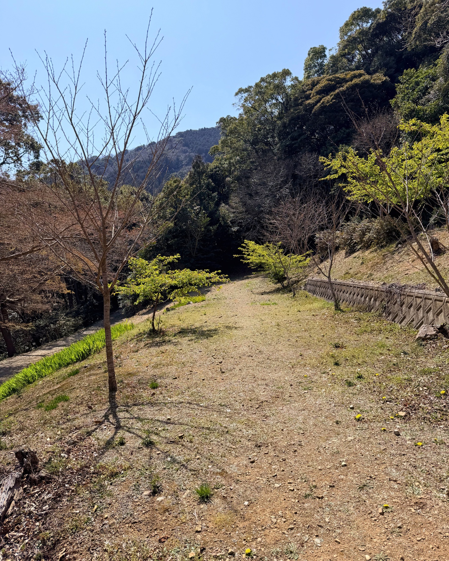花が咲く池のほとり