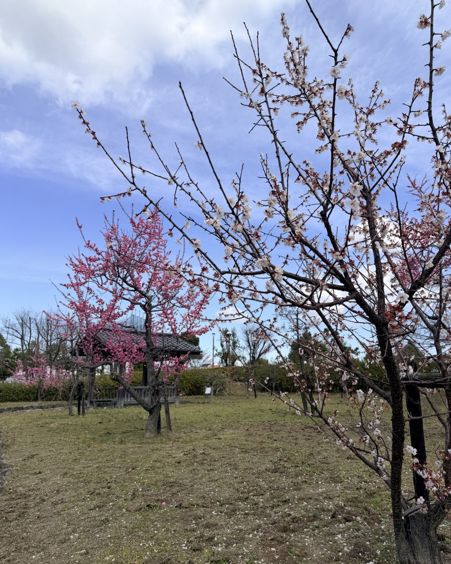 細口公園 梅園の写真ギャラリー